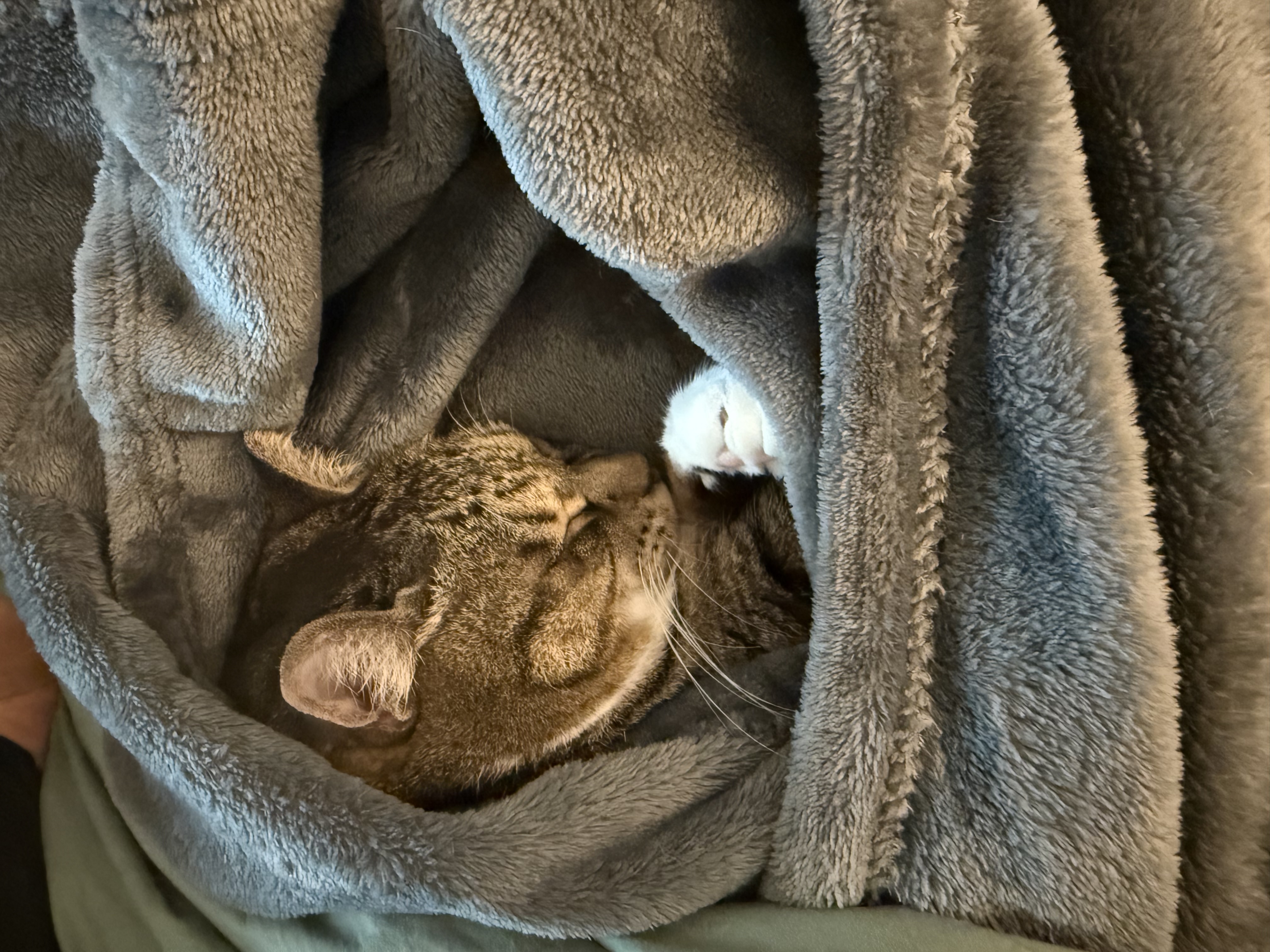 진짜 연씨가 된 연호란 입양후기🎈🎉🎊