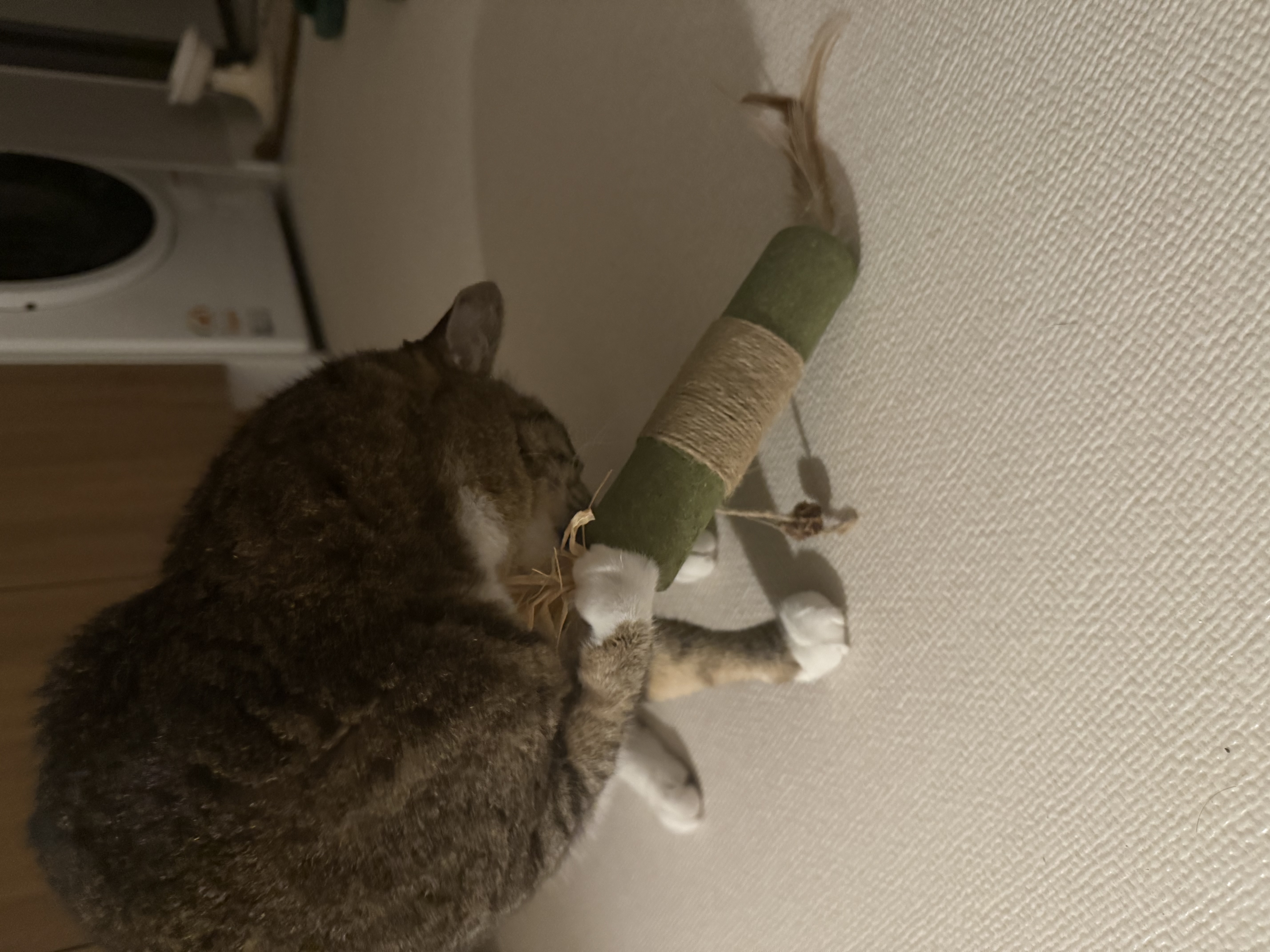 진짜 연씨가 된 연호란 입양후기🎈🎉🎊