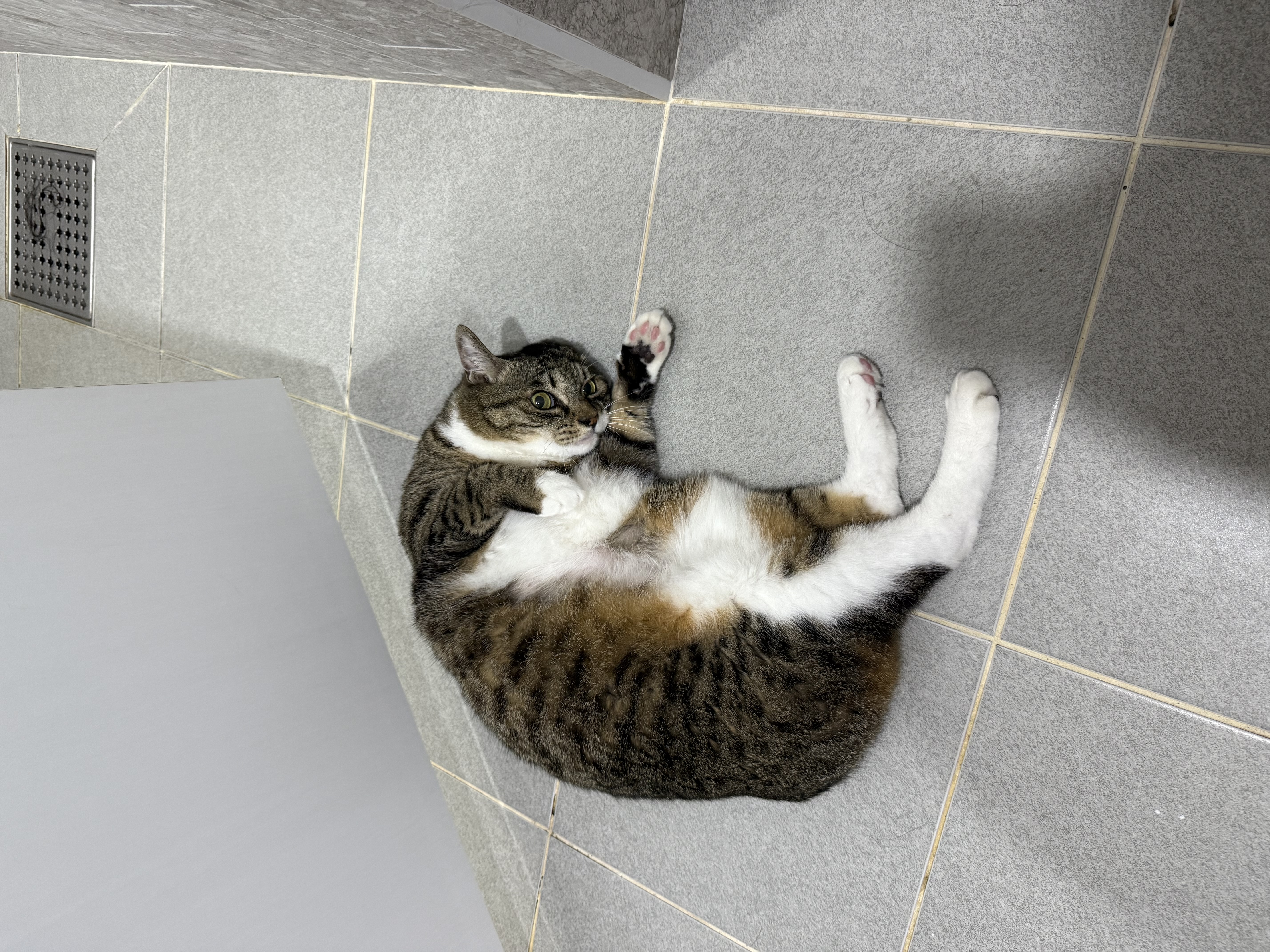 진짜 연씨가 된 연호란 입양후기🎈🎉🎊