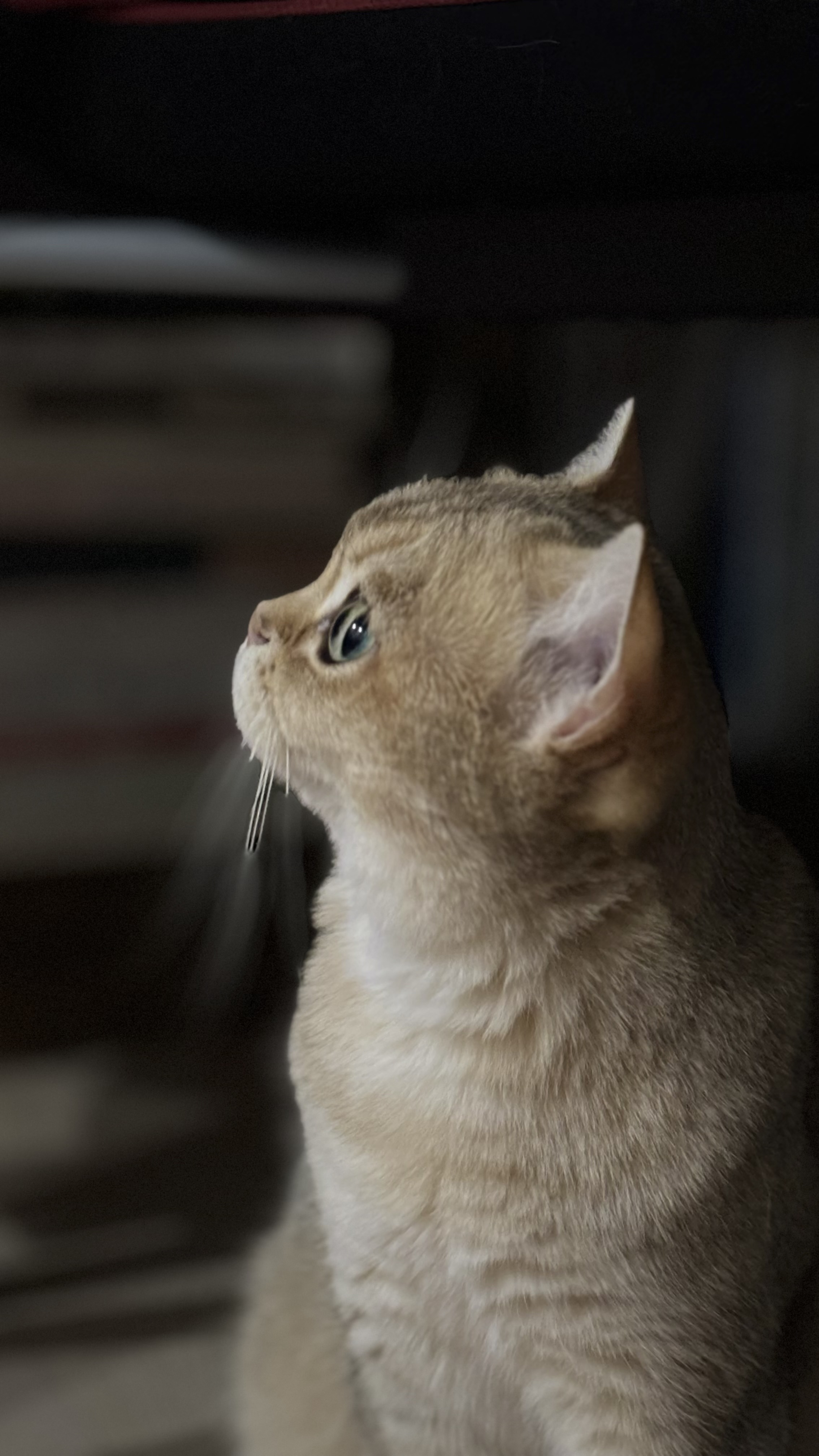 쩨리와 동거한지 일주일~~