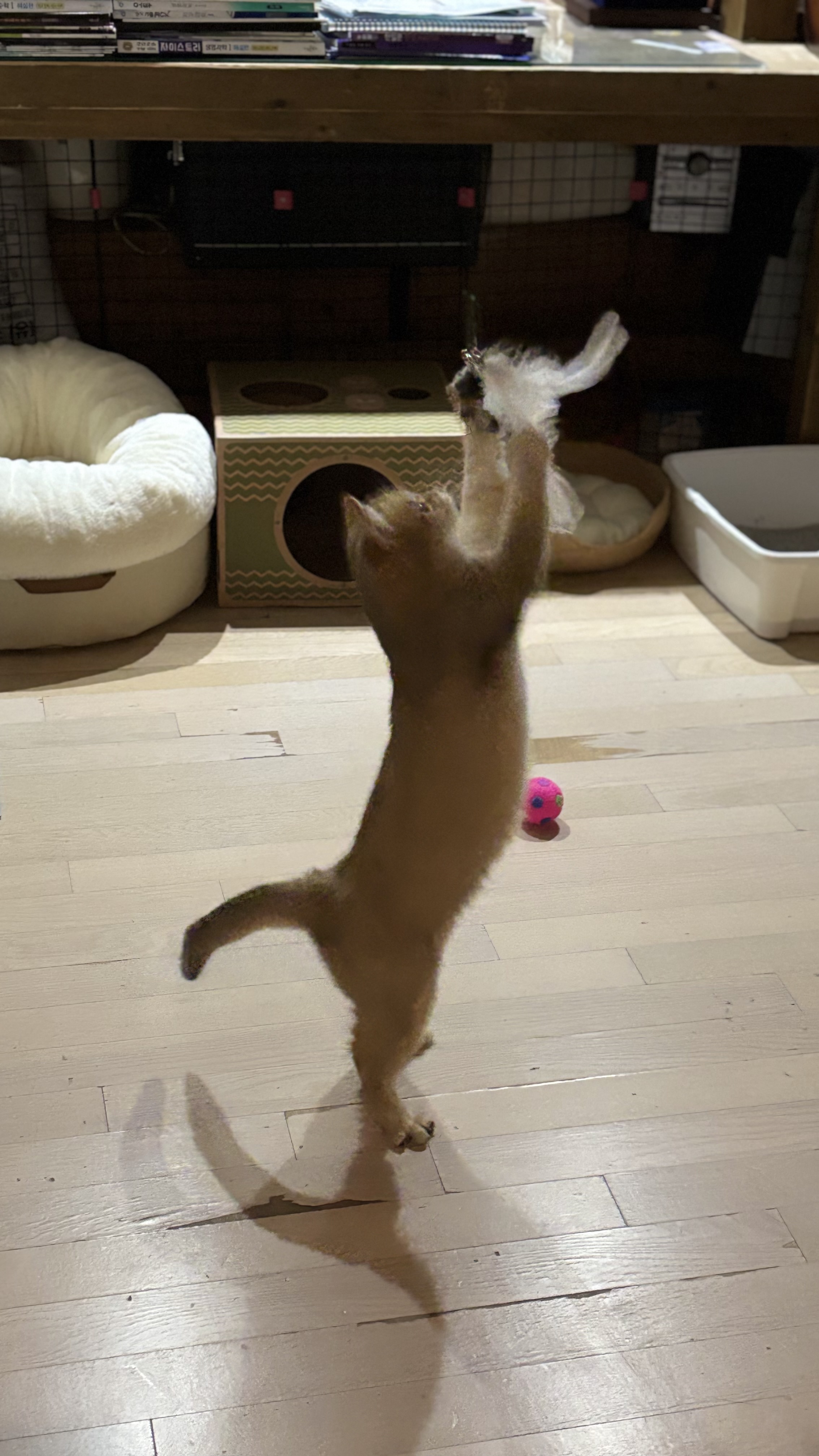 쩨리와 동거한지 일주일~~