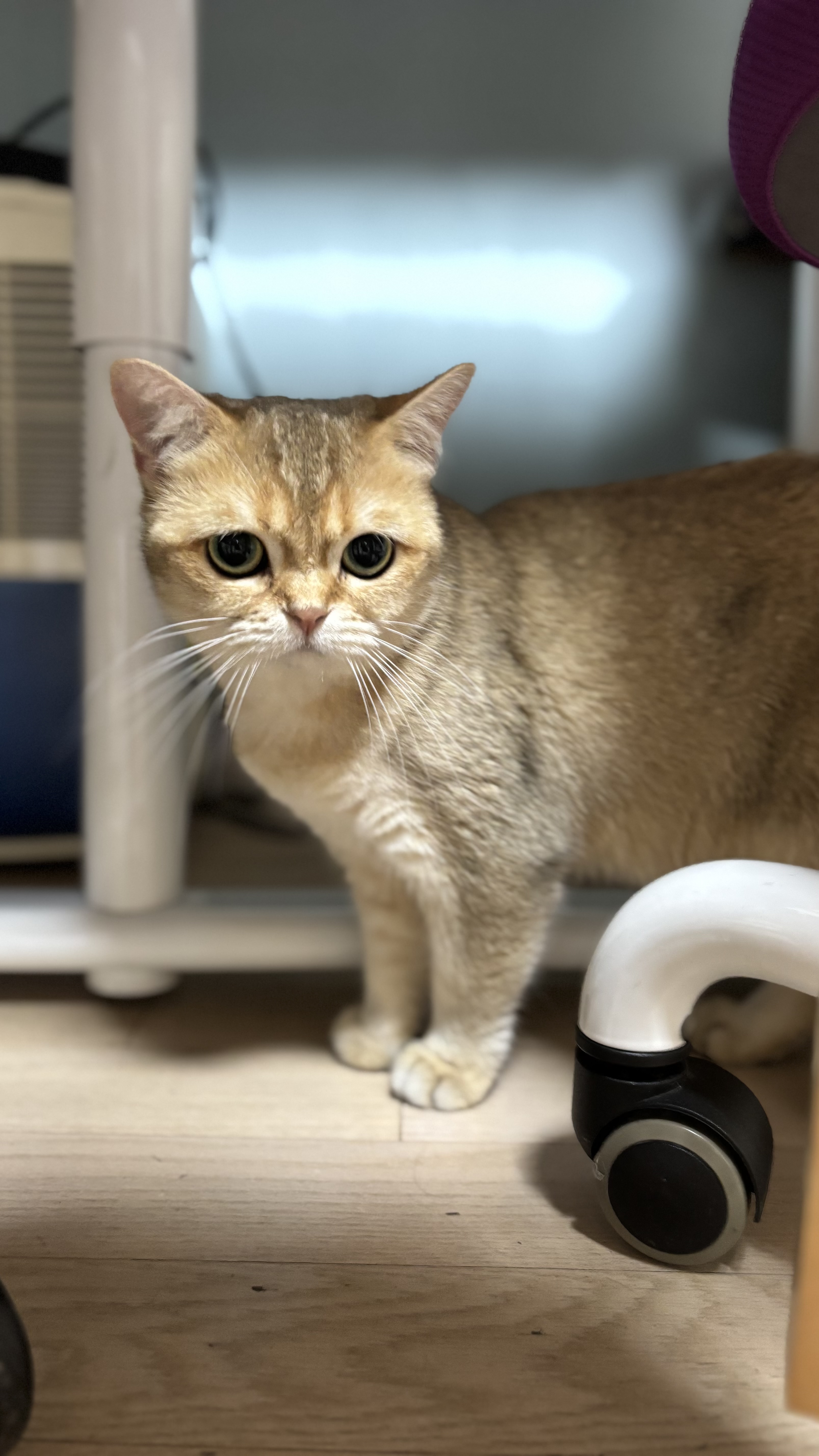 쩨리와 동거한지 일주일~~