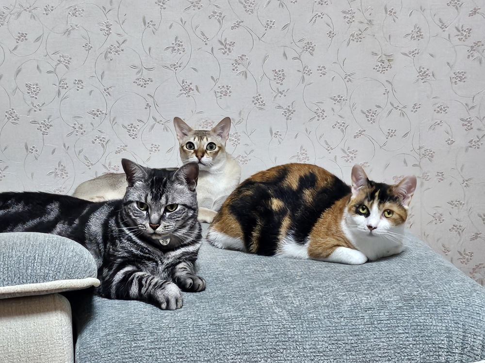 철이(나무) 입양한지 일주일 됐습니다~