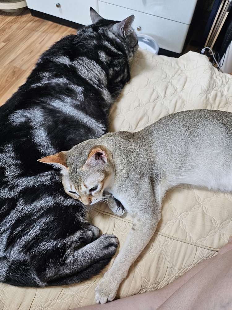 철이(나무) 입양한지 일주일 됐습니다~