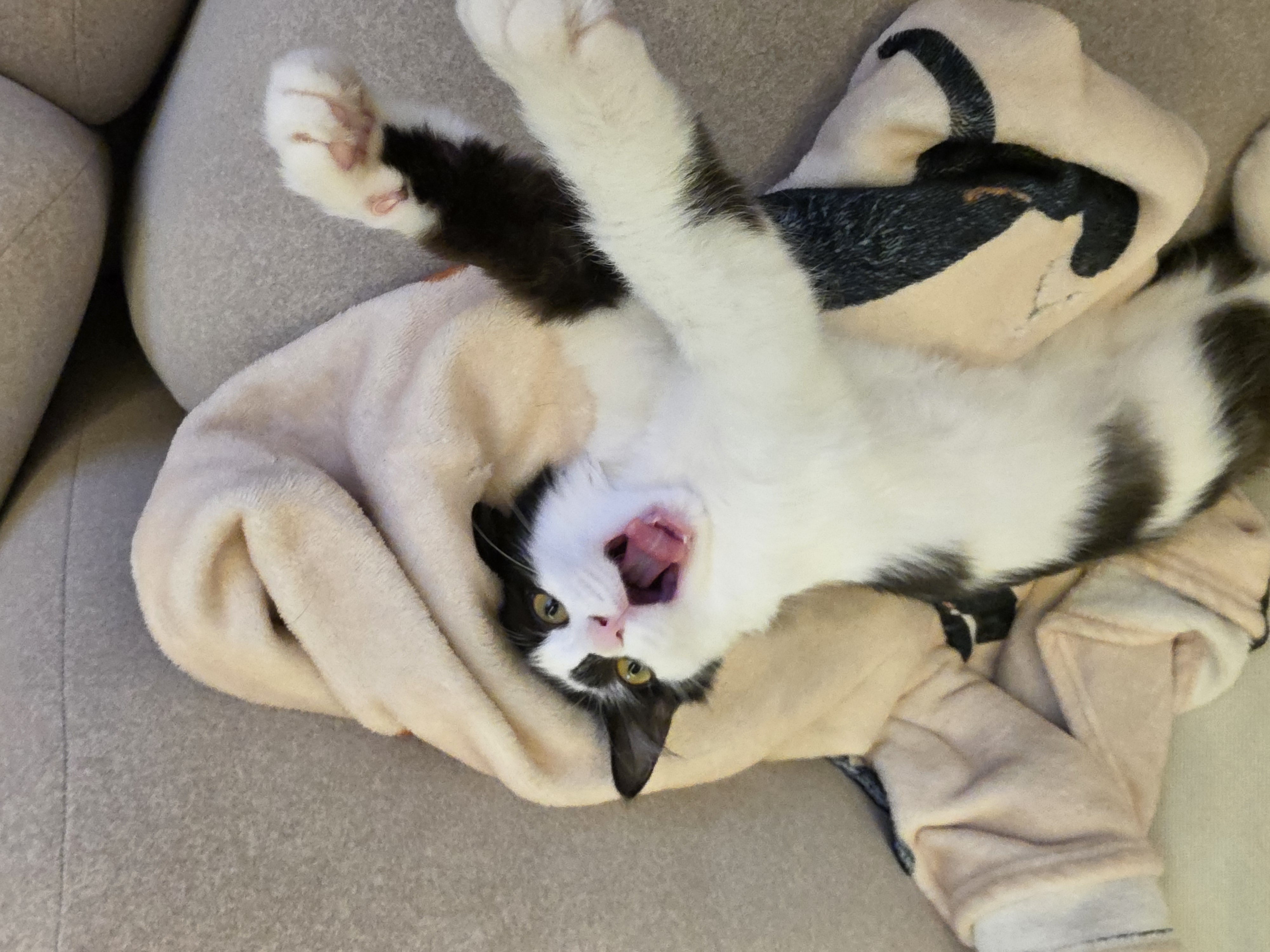 버블이(점박이)와의 행복한 3개월 후기