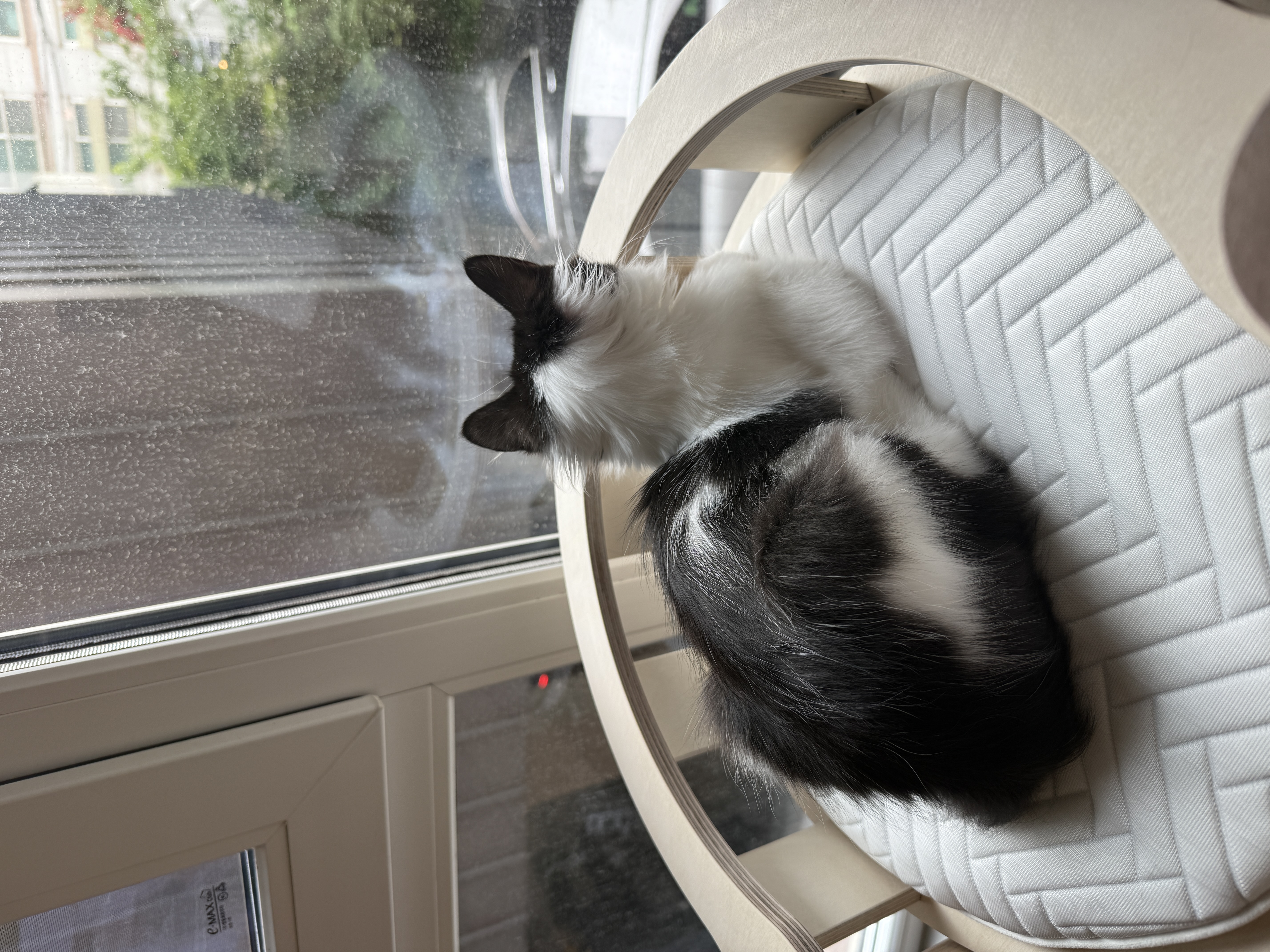 버블이(점박이)와의 행복한 3개월 후기