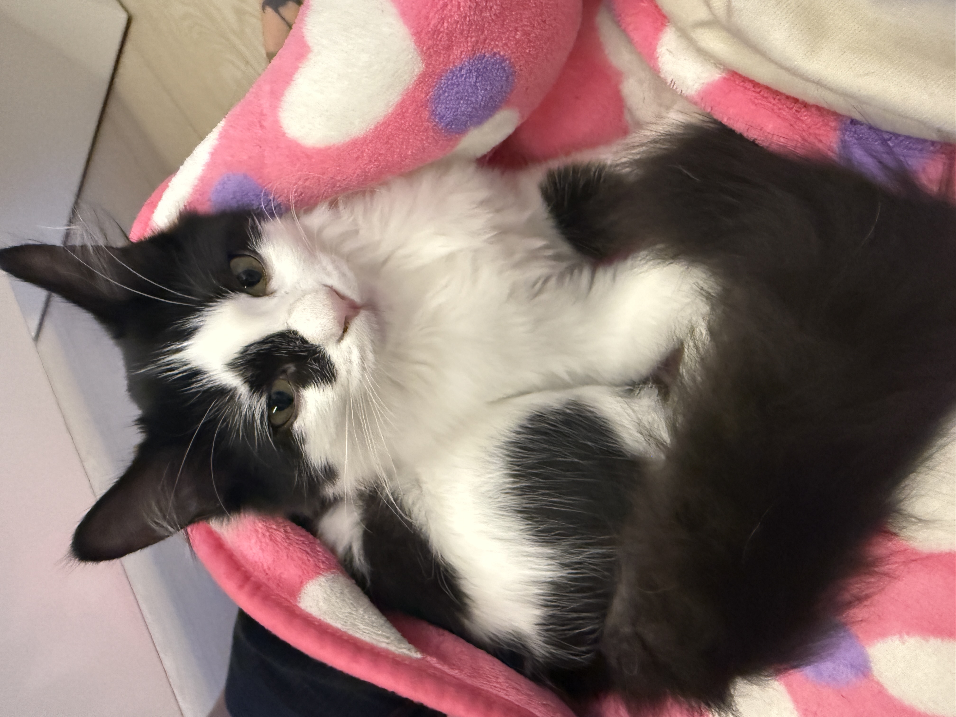 버블이(점박이)와의 행복한 3개월 후기