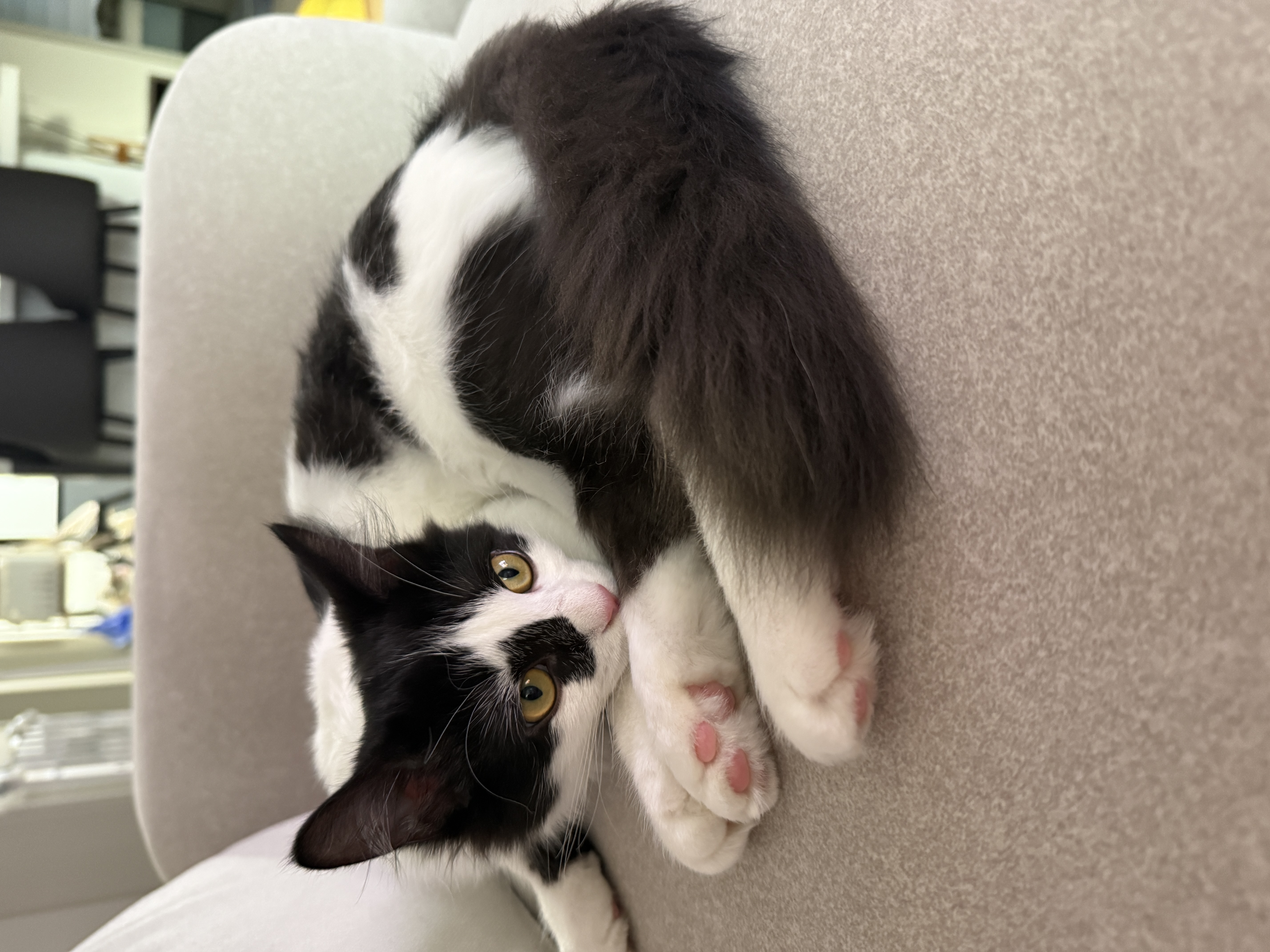 버블이(점박이)와의 행복한 3개월 후기