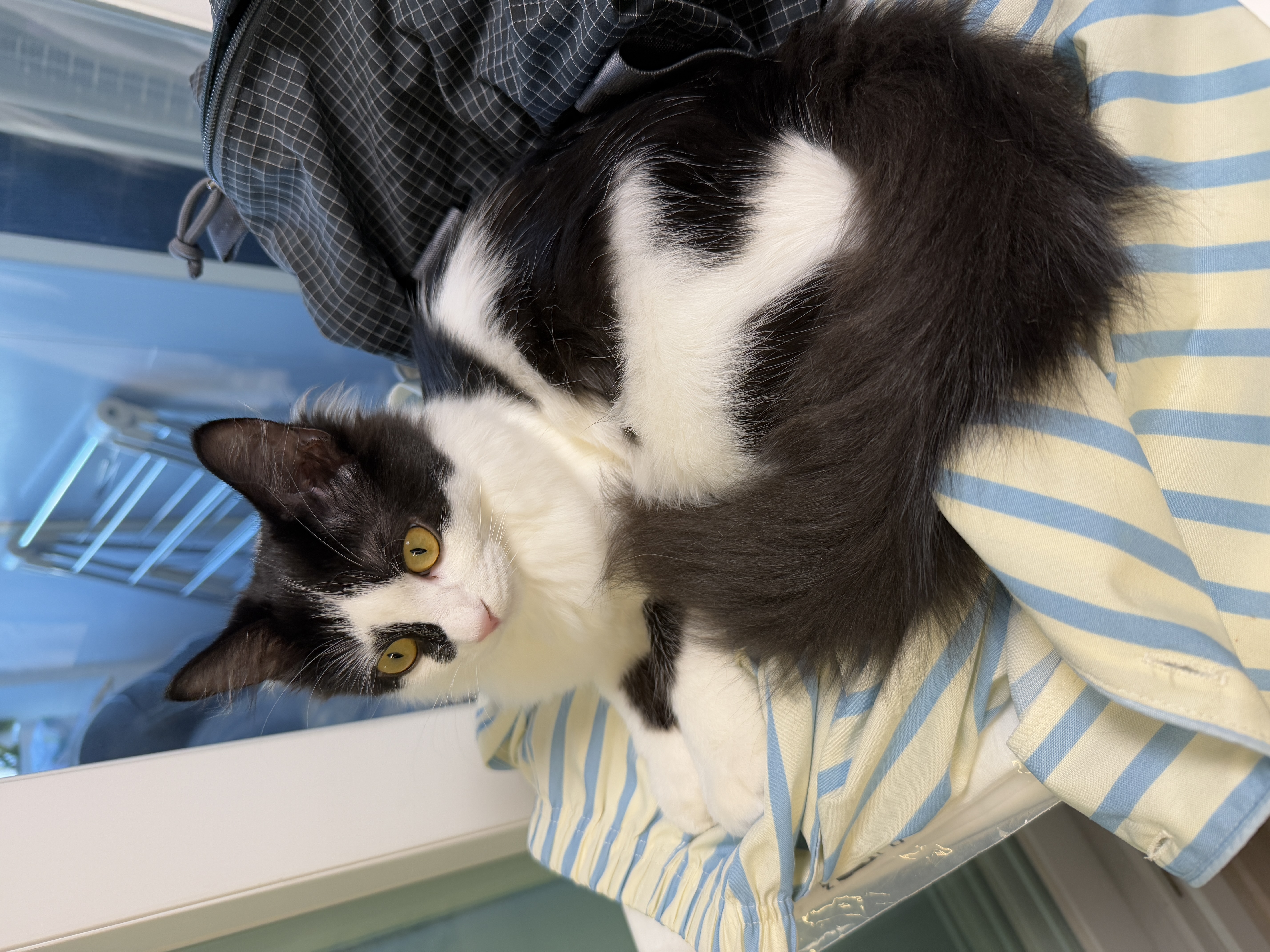 버블이(점박이)와의 행복한 3개월 후기