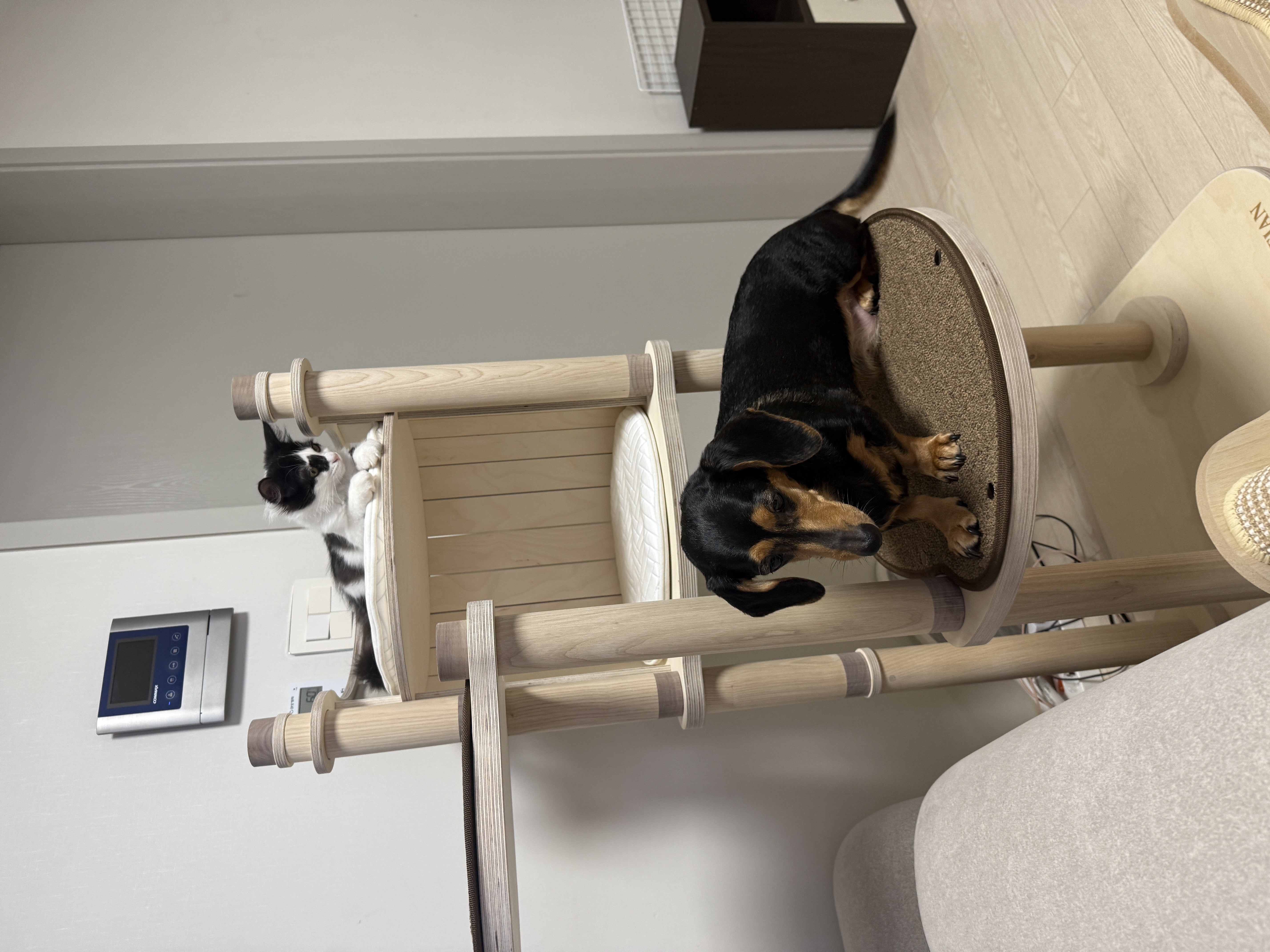 버블이(점박이)와의 행복한 3개월 후기