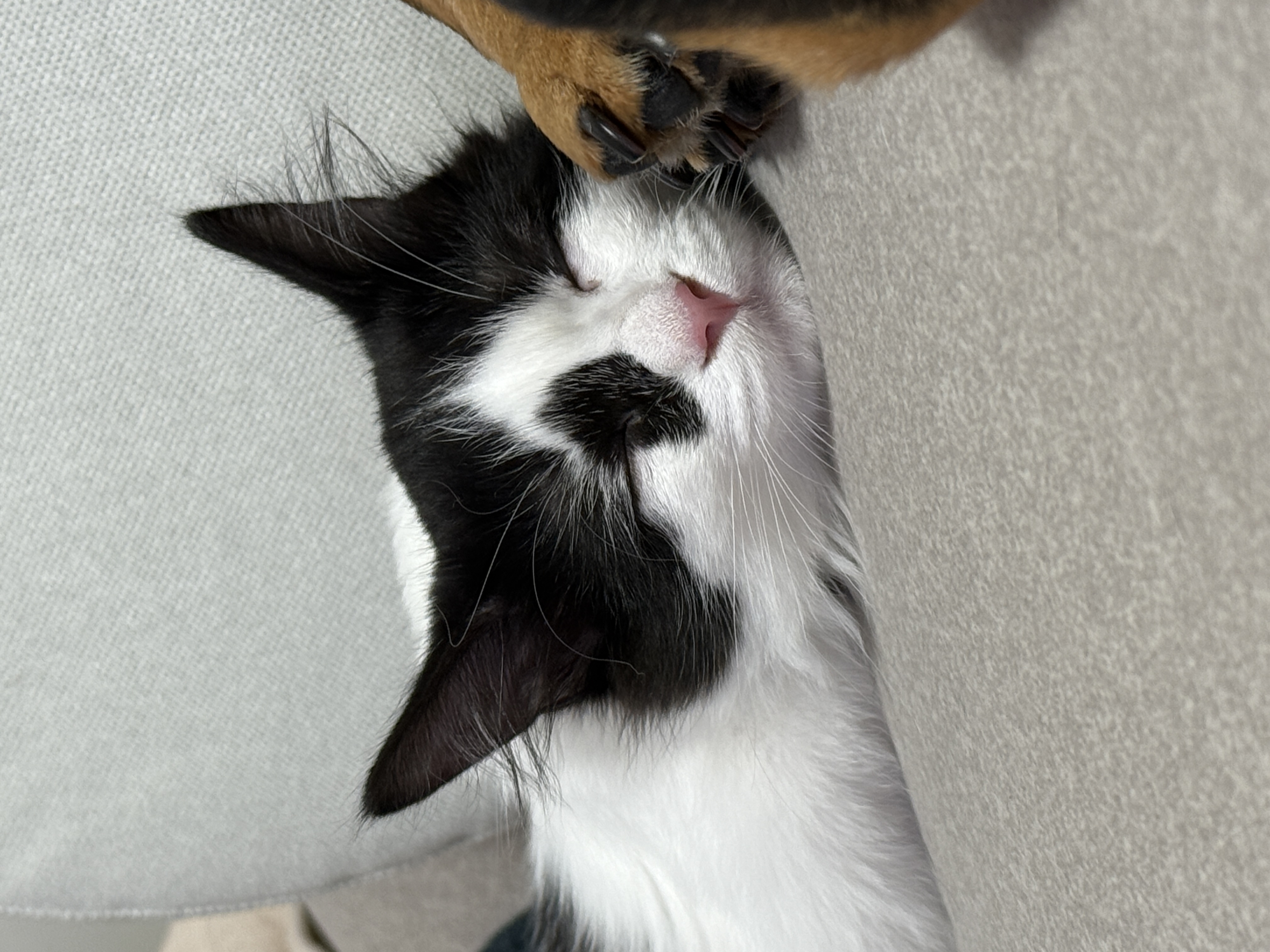 버블이(점박이)와의 행복한 3개월 후기