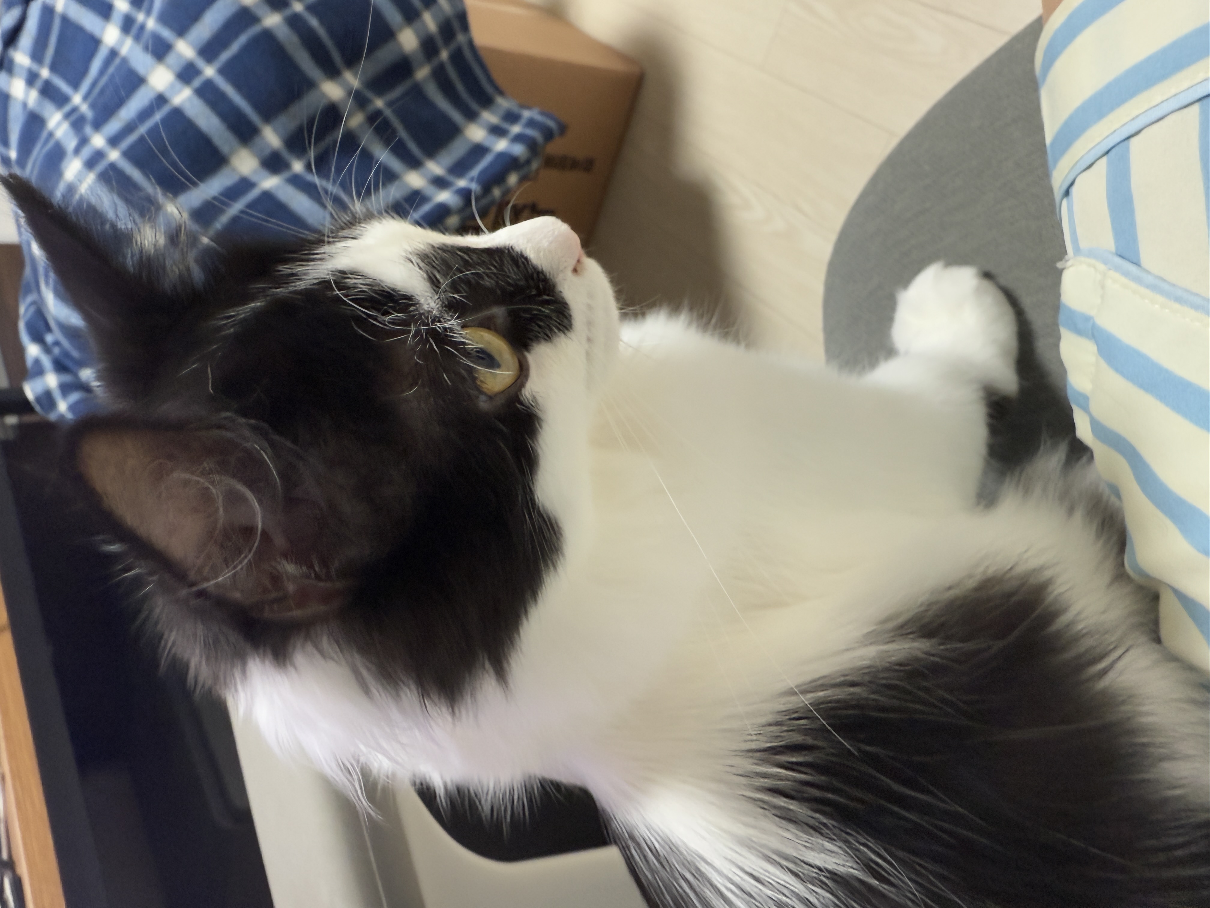 버블이(점박이)와의 행복한 3개월 후기