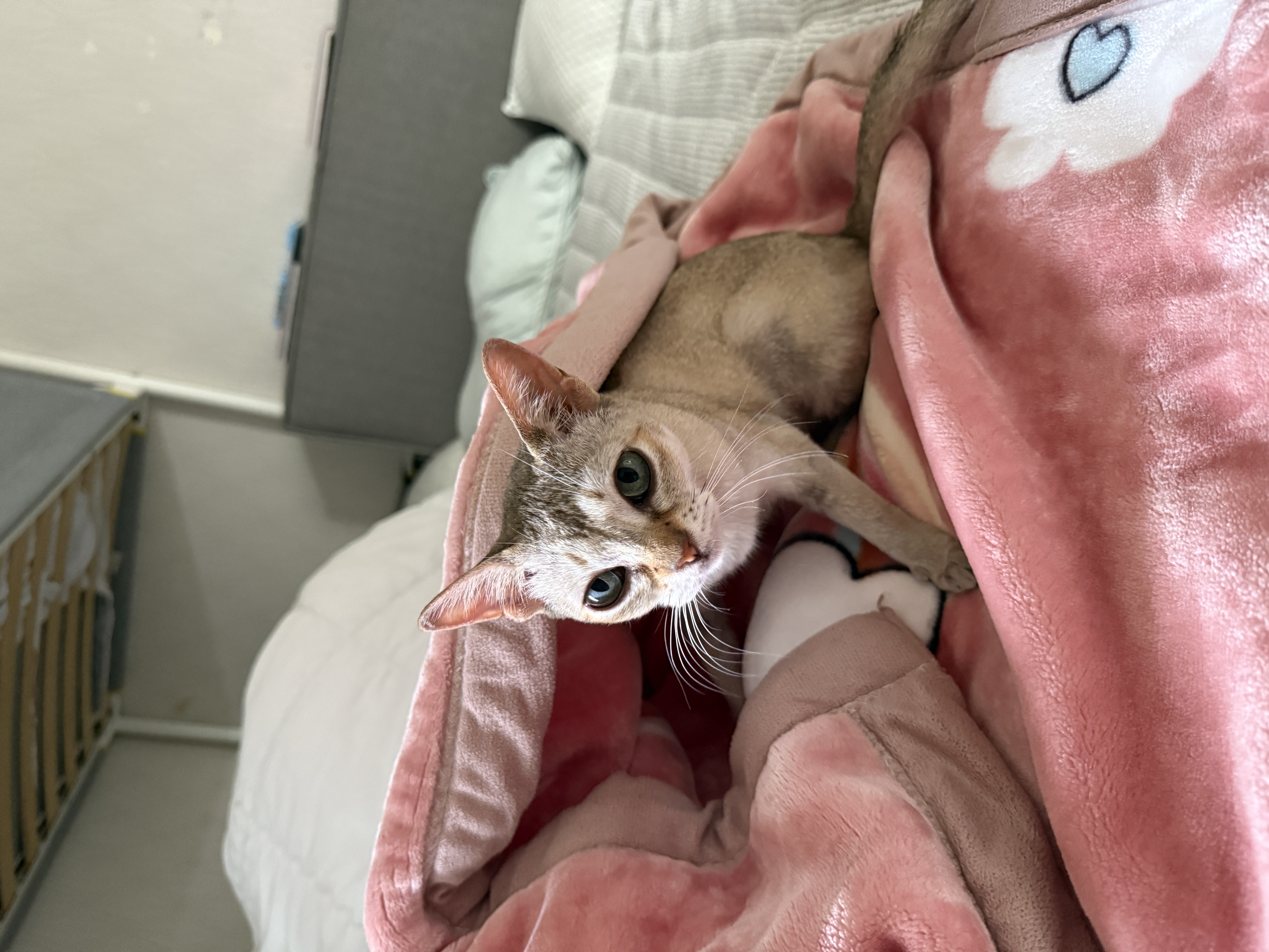 이요(또봉) 한달 적응기