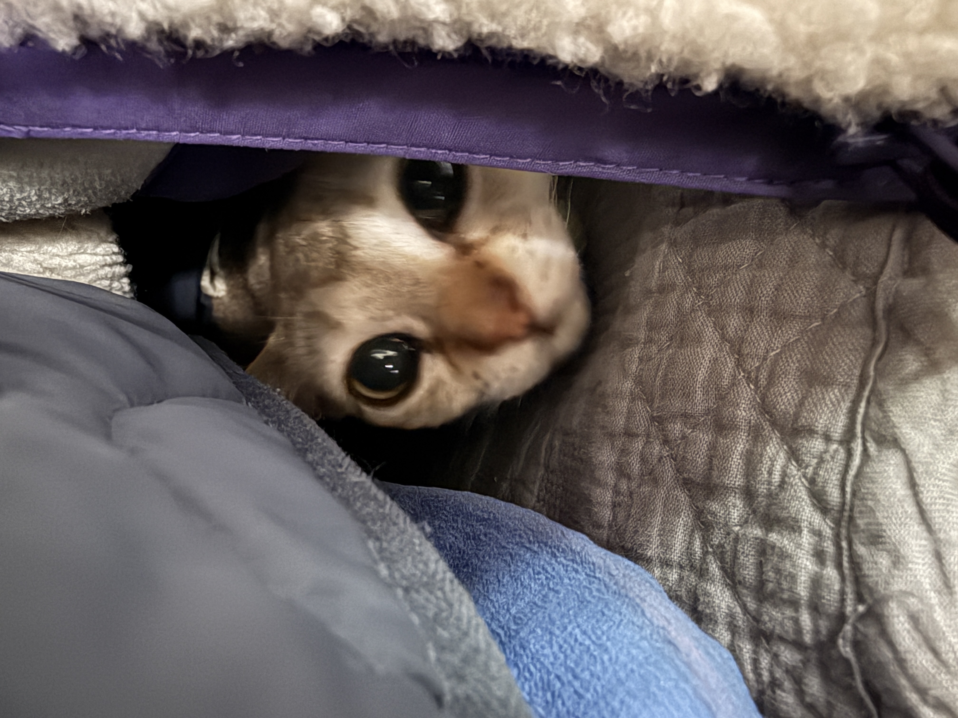 이요(또봉) 한달 적응기