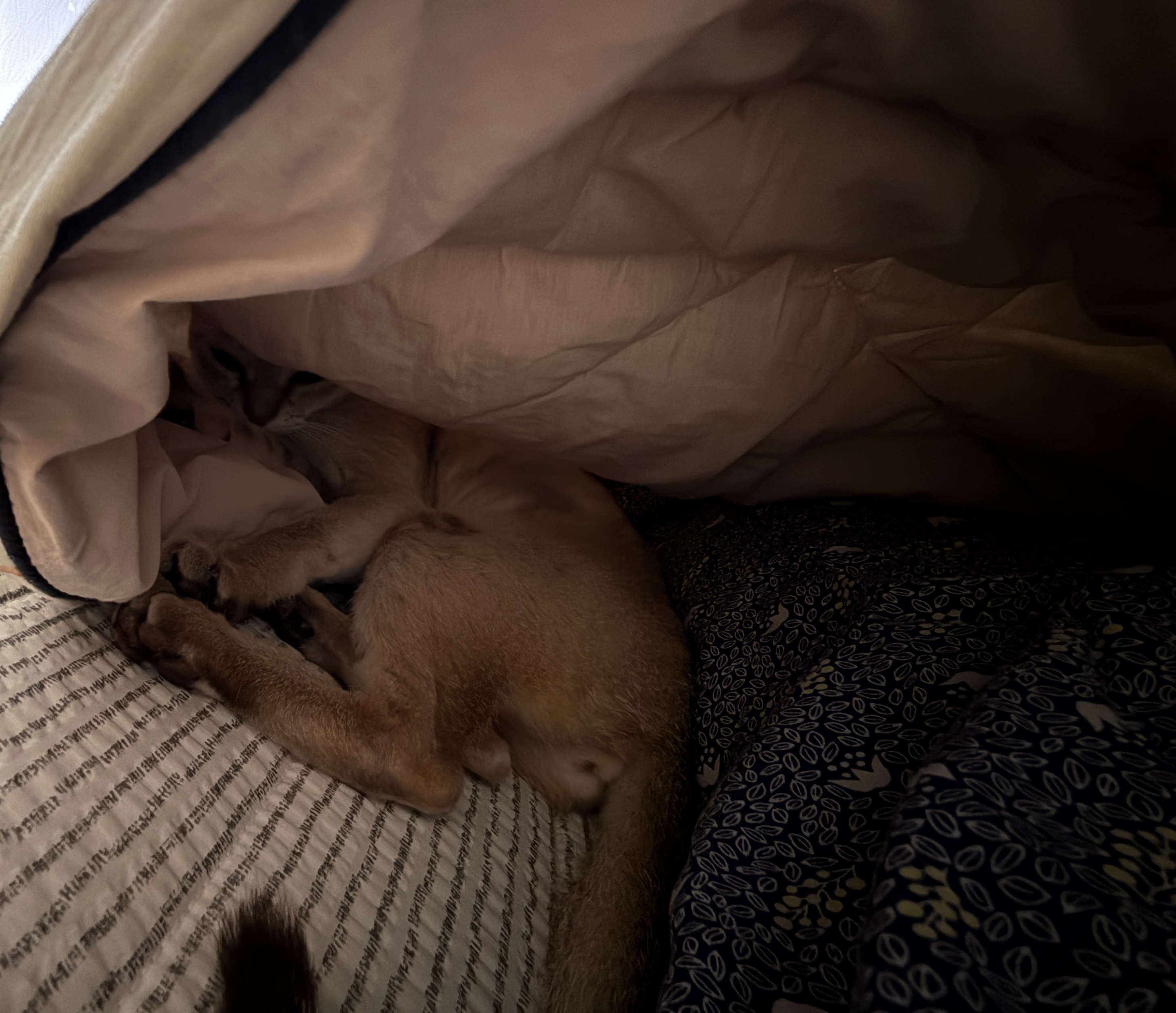 이요(또봉) 한달 적응기