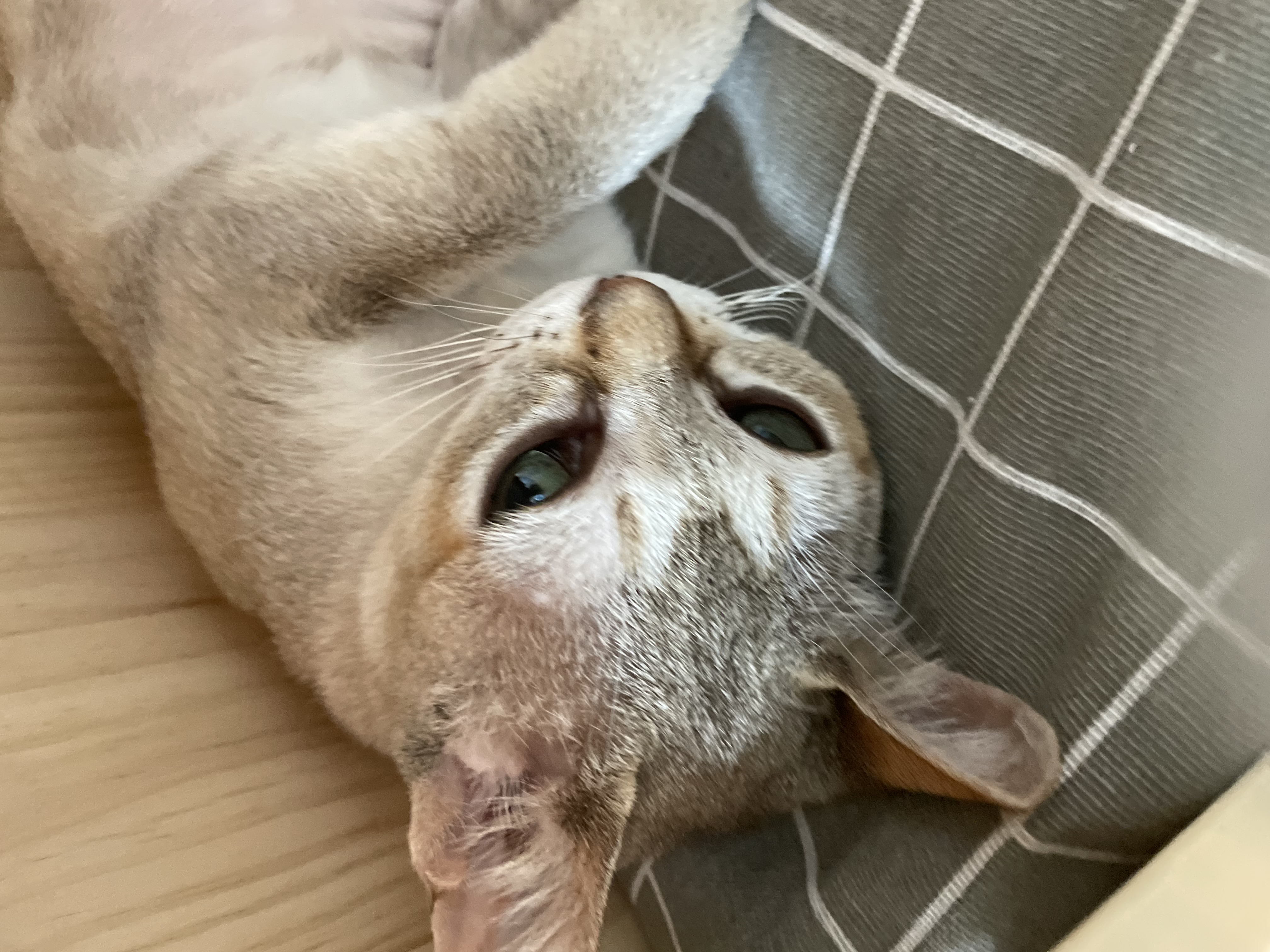 이요(또봉) 한달 적응기