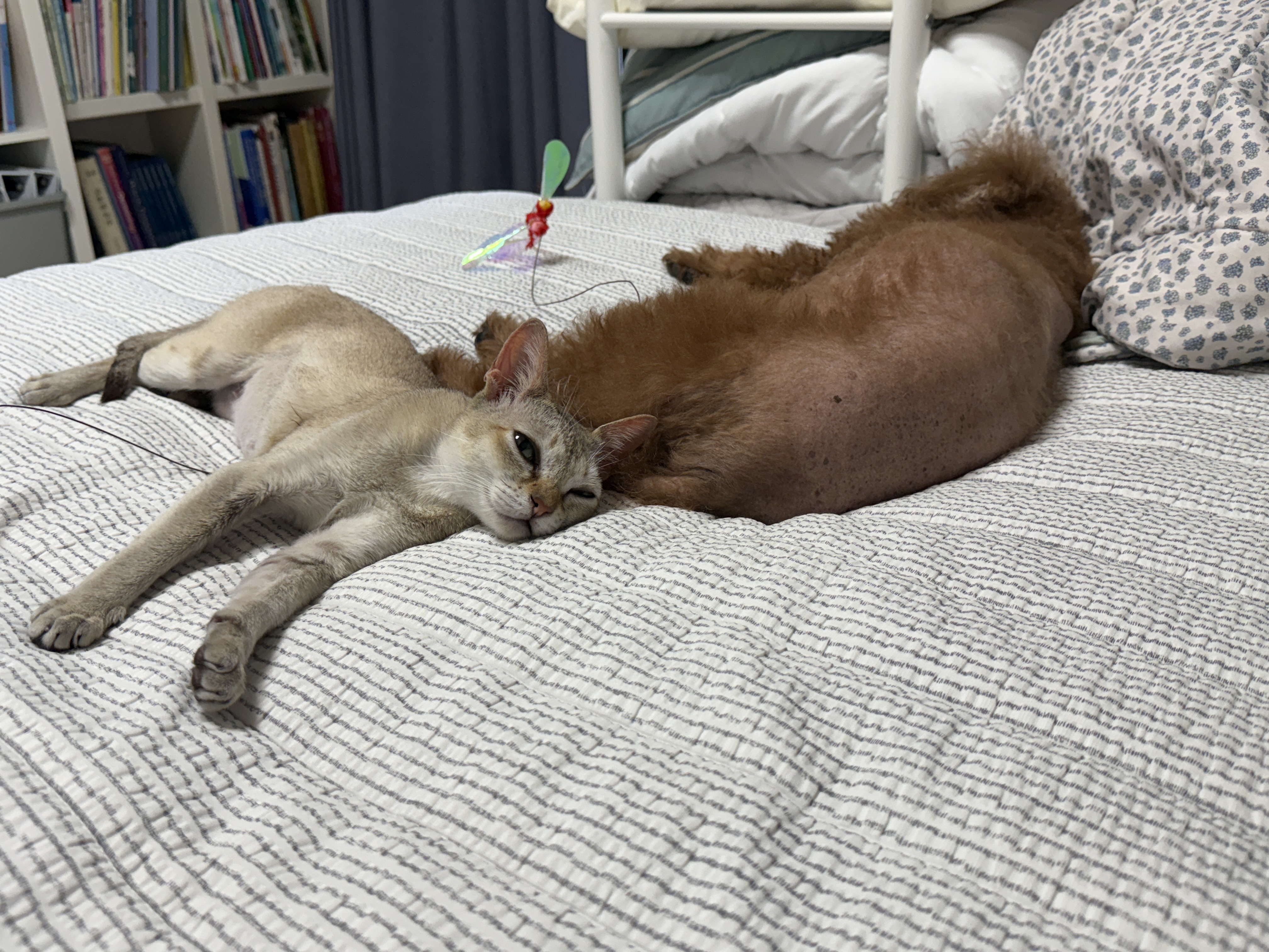 이요(또봉) 한달 적응기