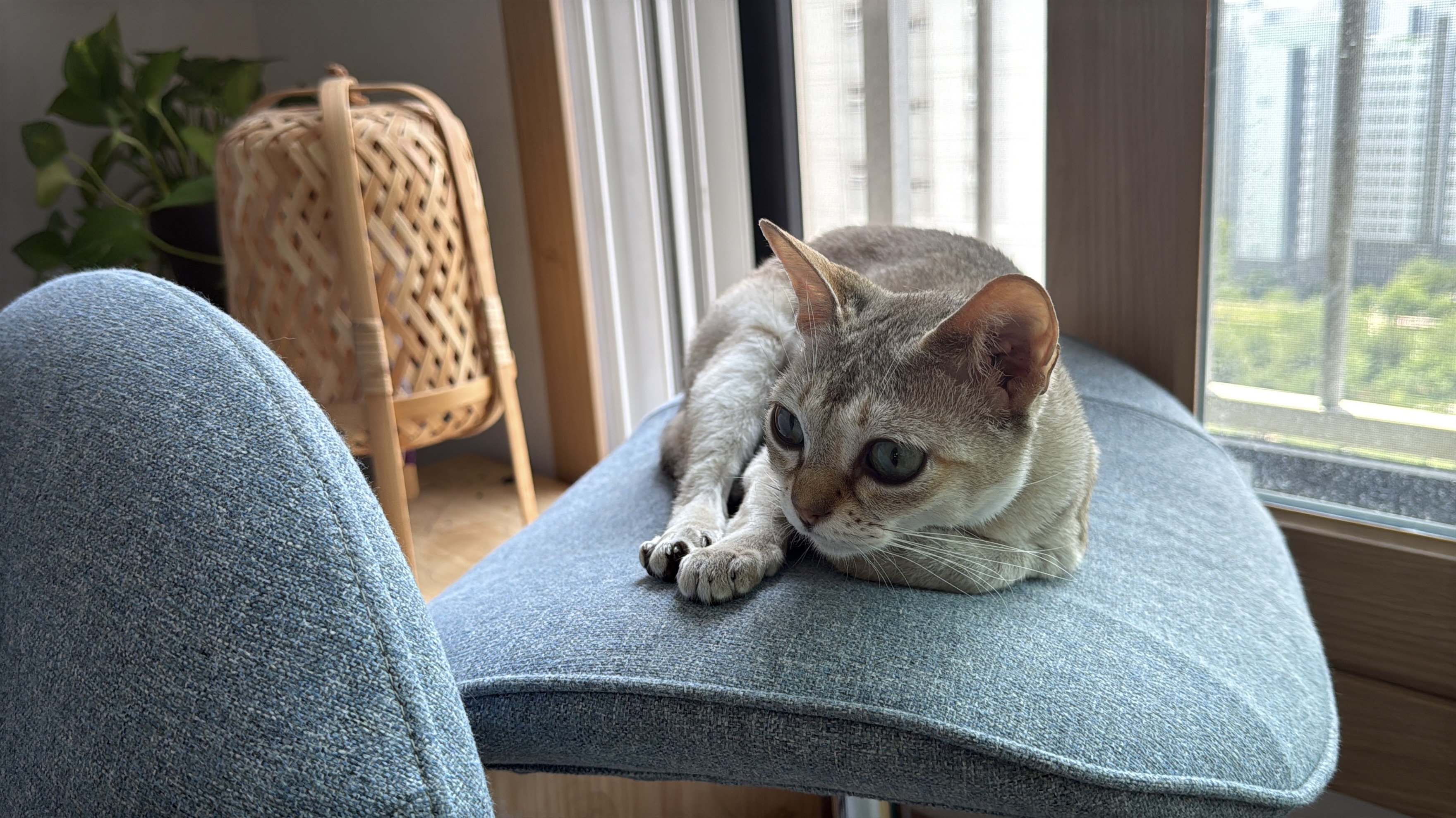 이요(또봉) 한달 적응기