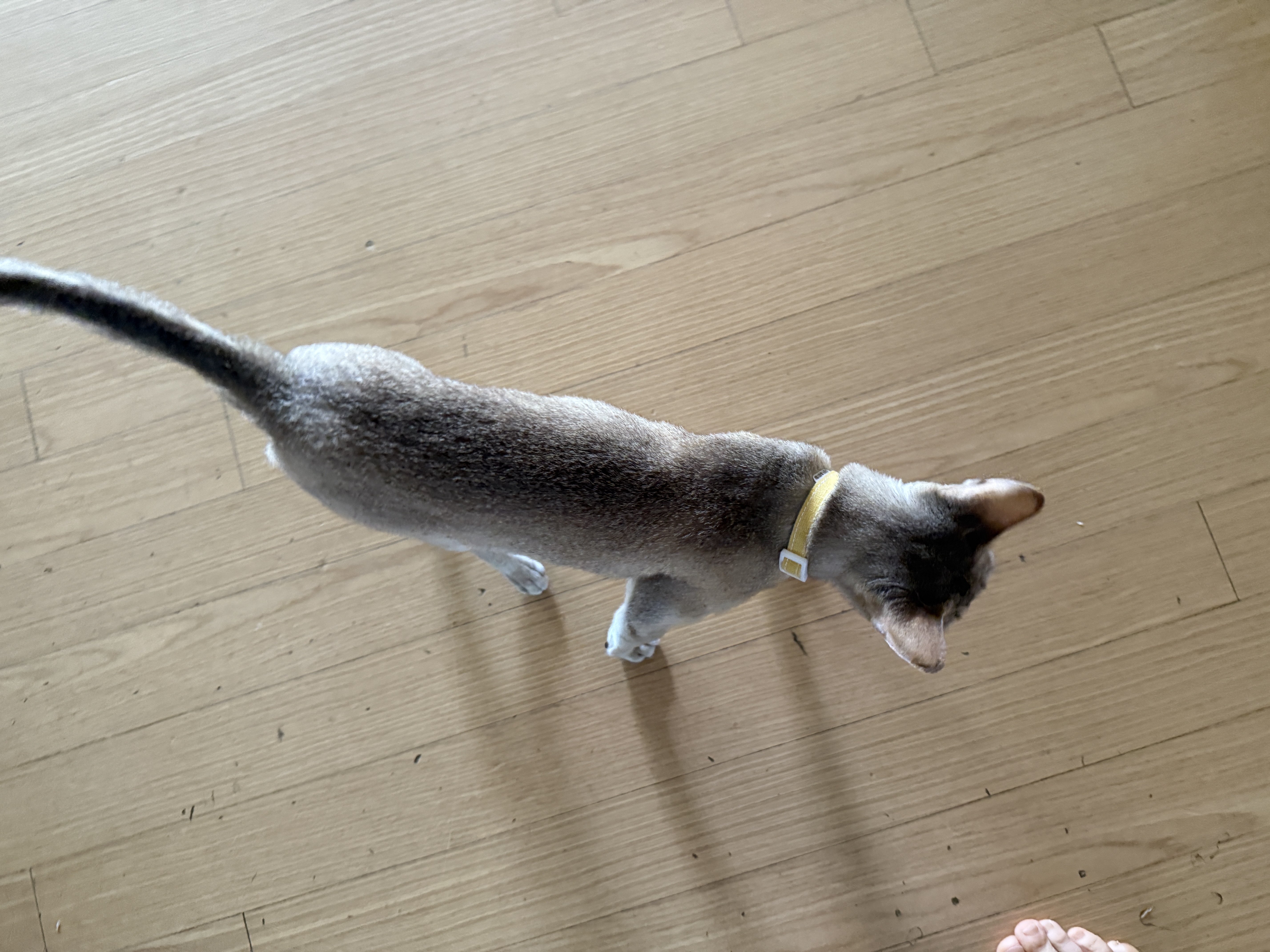 이요(또봉) 한달 적응기