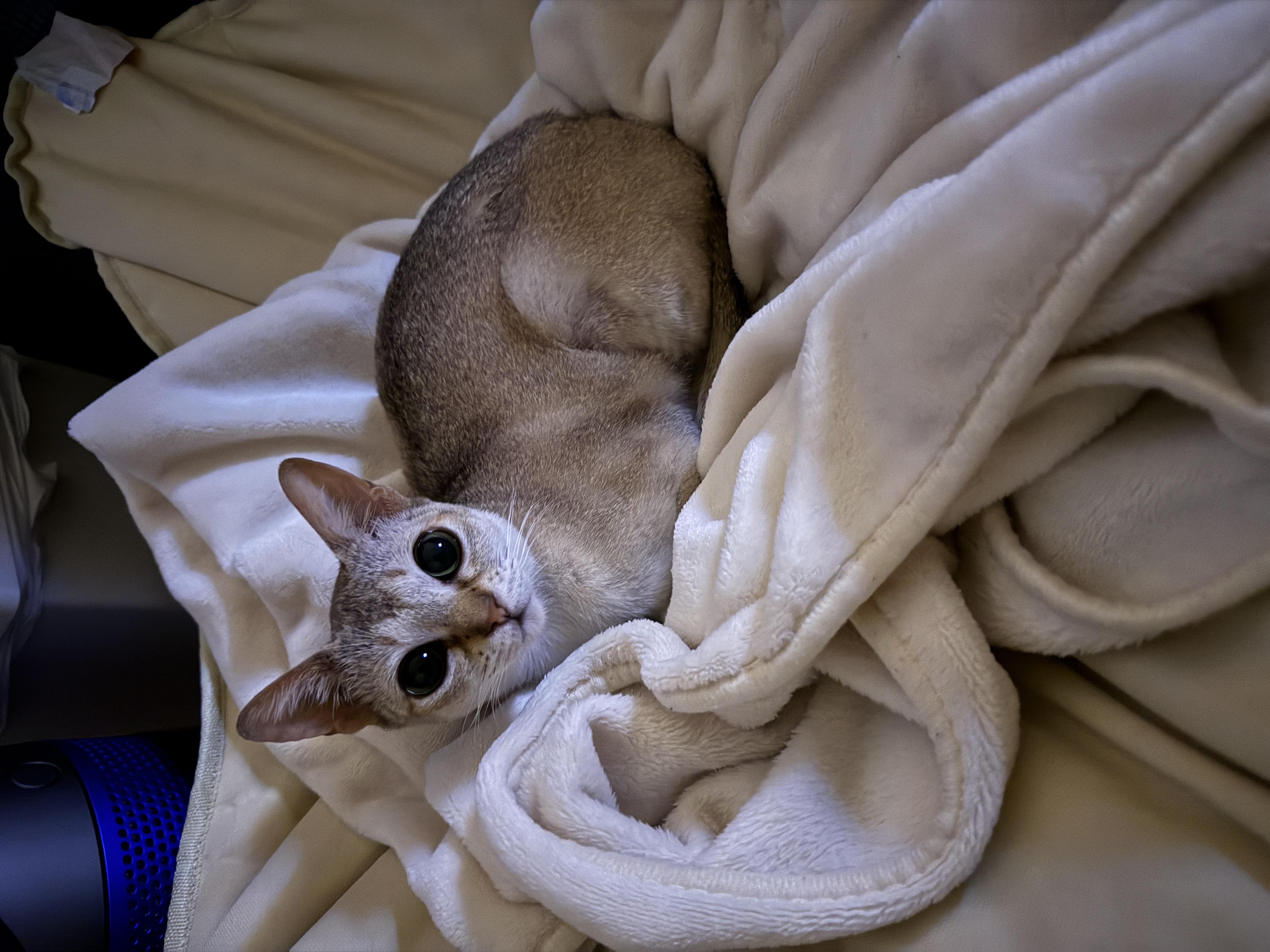 이요(또봉) 한달 적응기