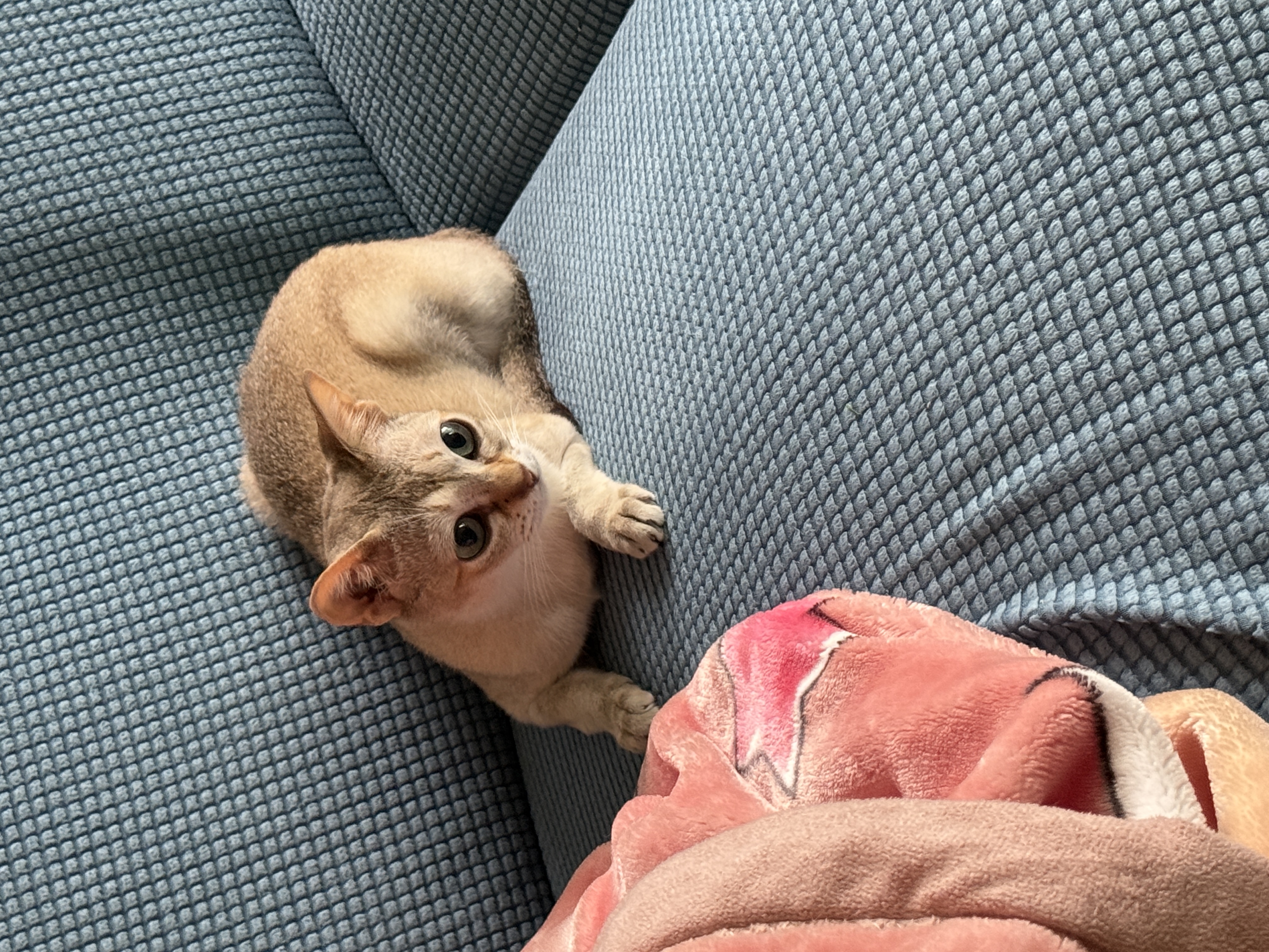 이요(또봉) 한달 적응기