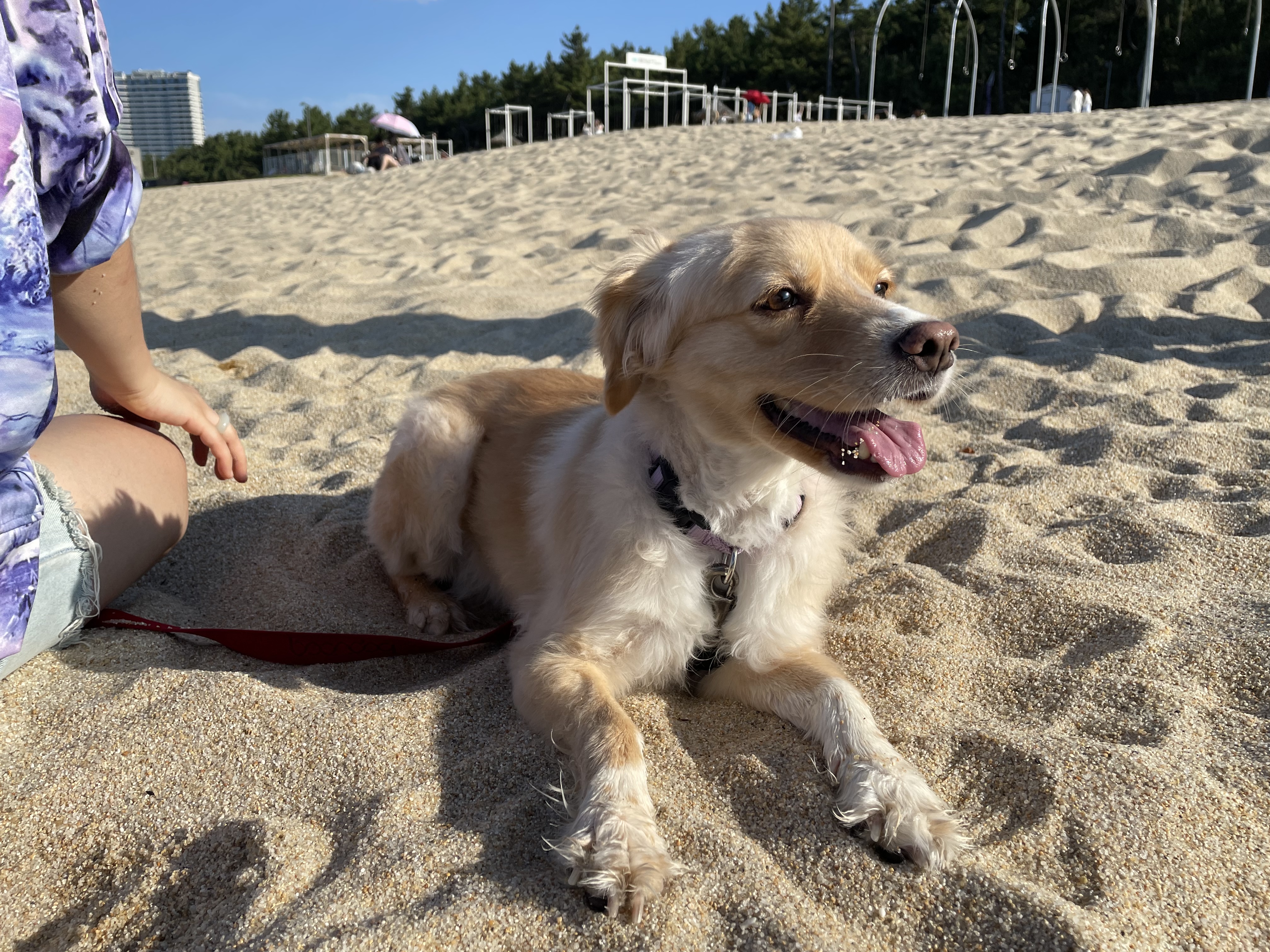 삼콩/루시 입양 3년차 잘 지내고 있어요