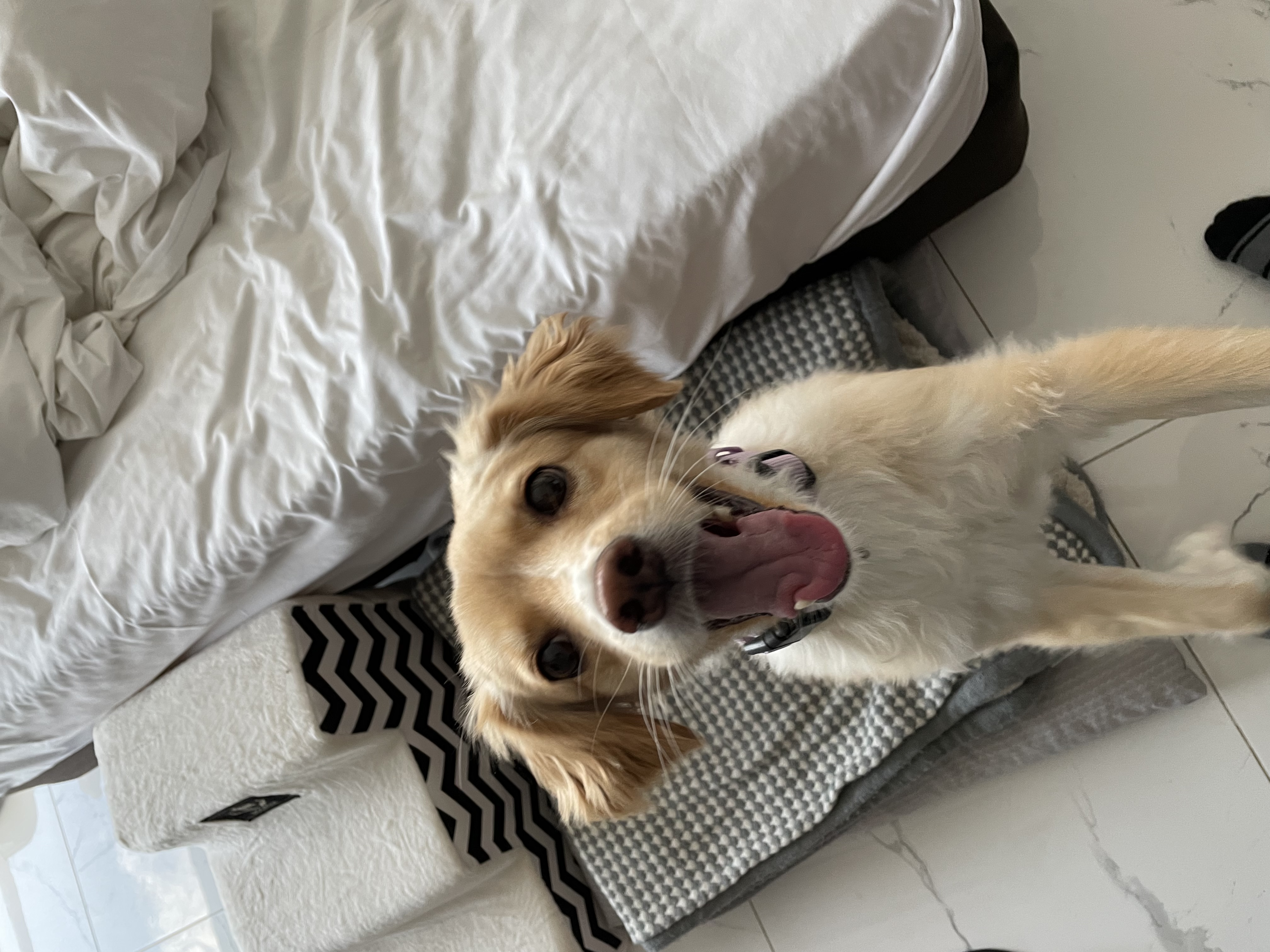 삼콩/루시 입양 3년차 잘 지내고 있어요