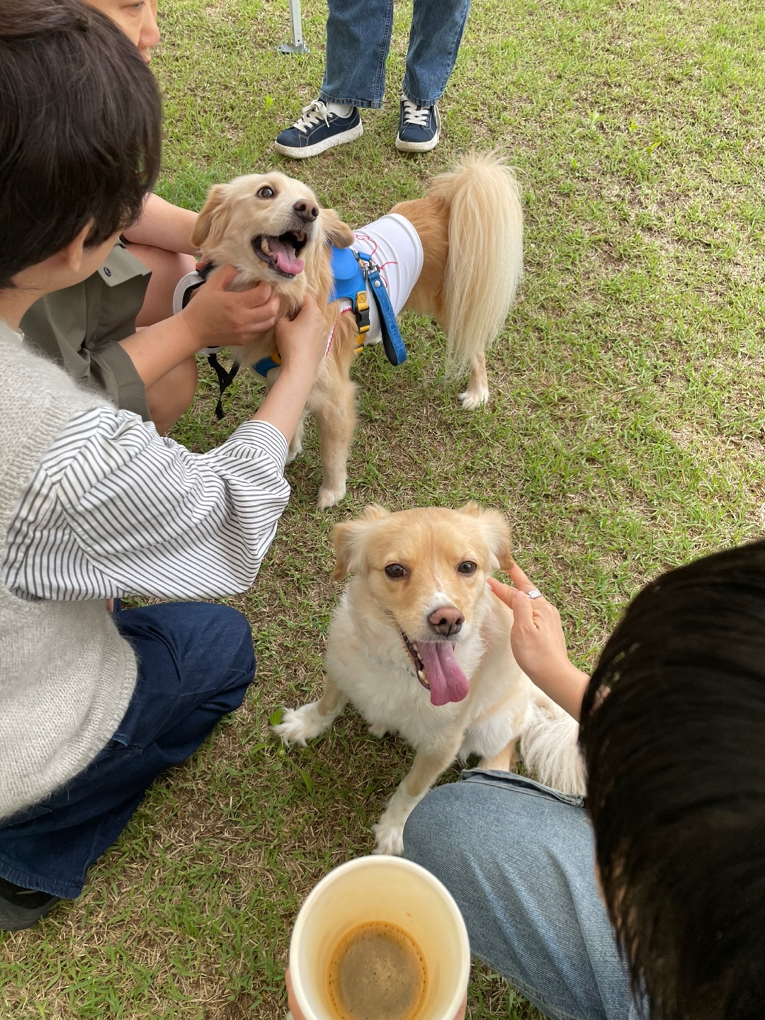 삼콩/루시 입양 3년차 잘 지내고 있어요