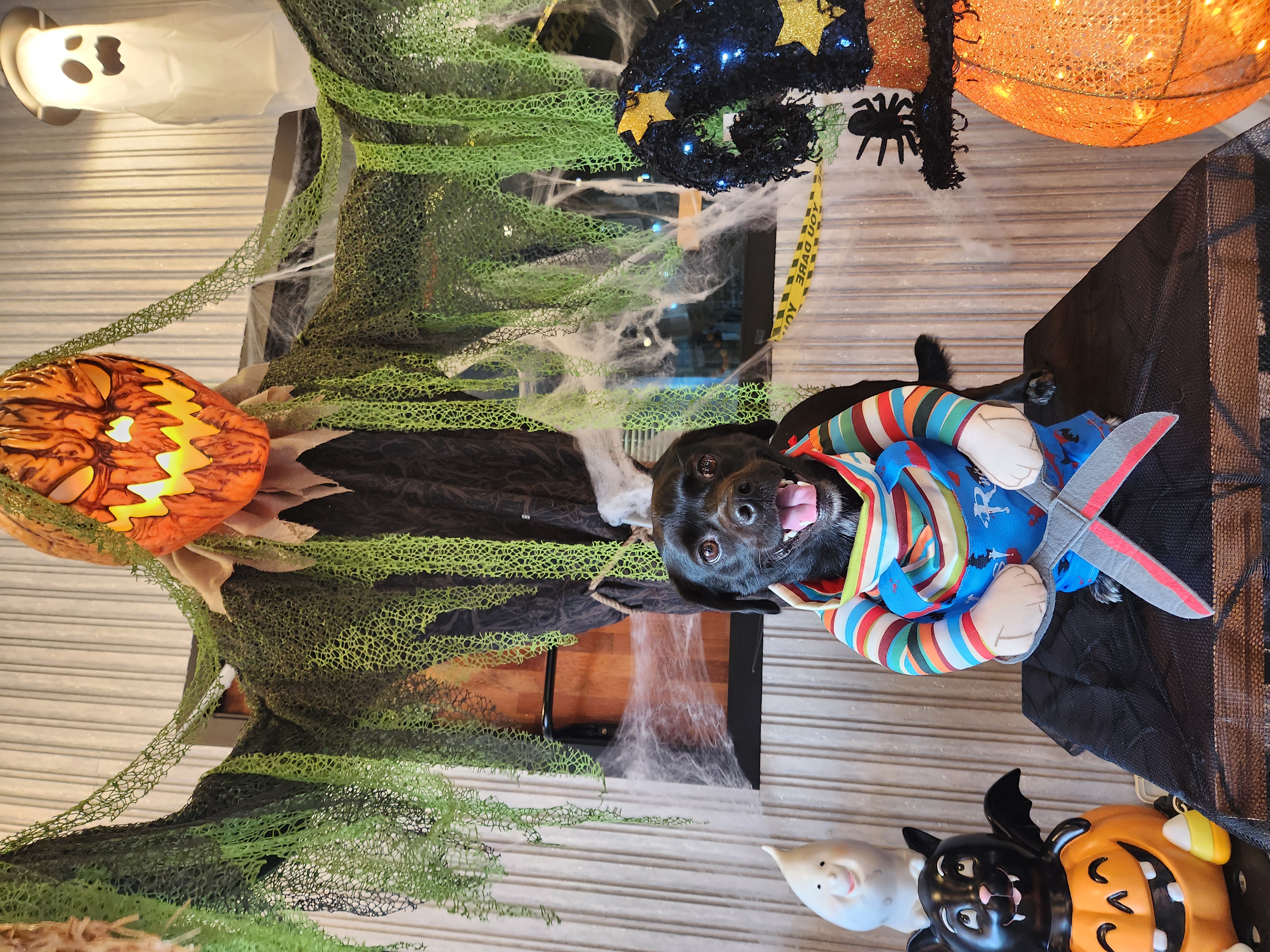 까미(반양이) 3살 됐어요~