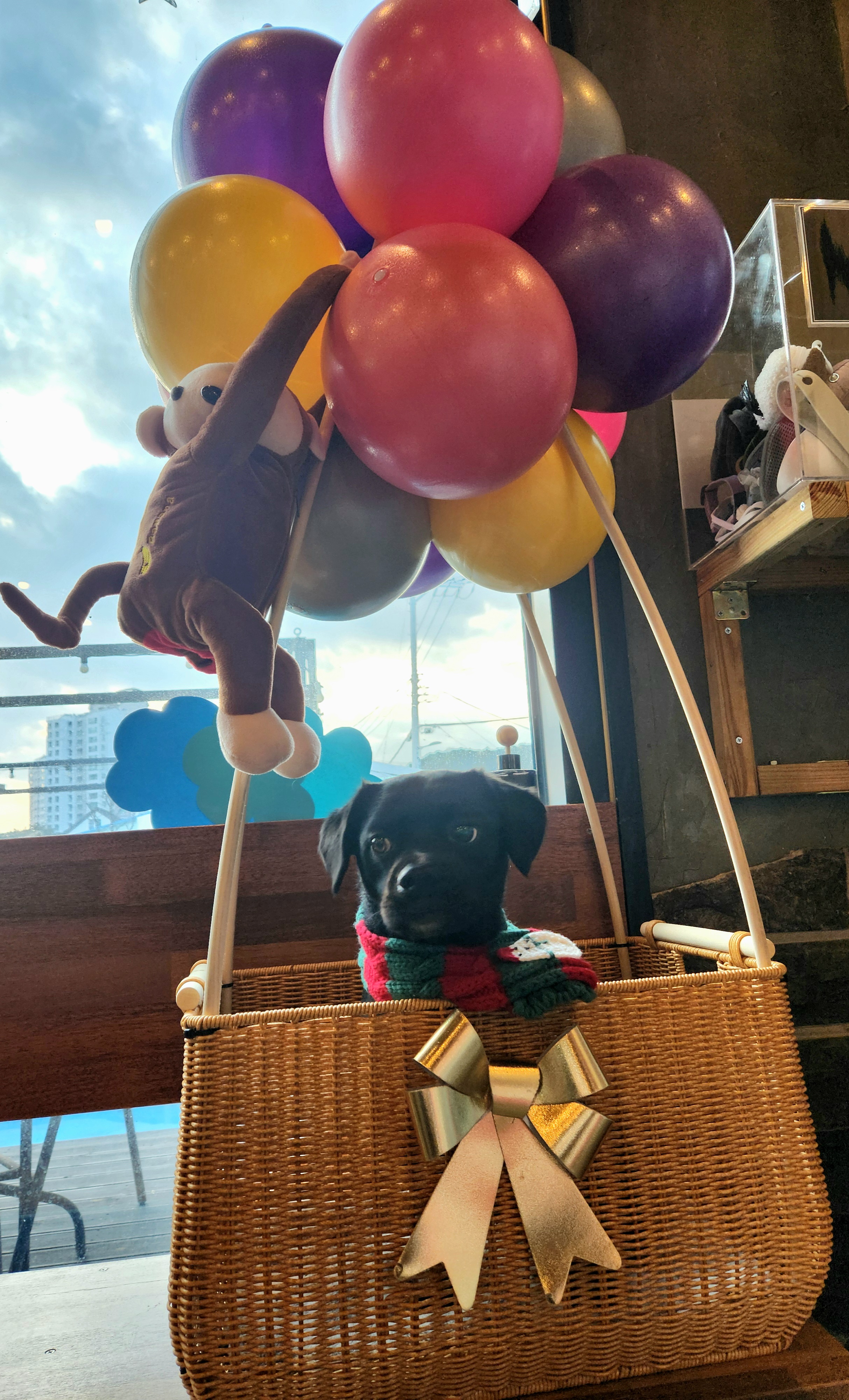 까미(반양이) 3살 됐어요~