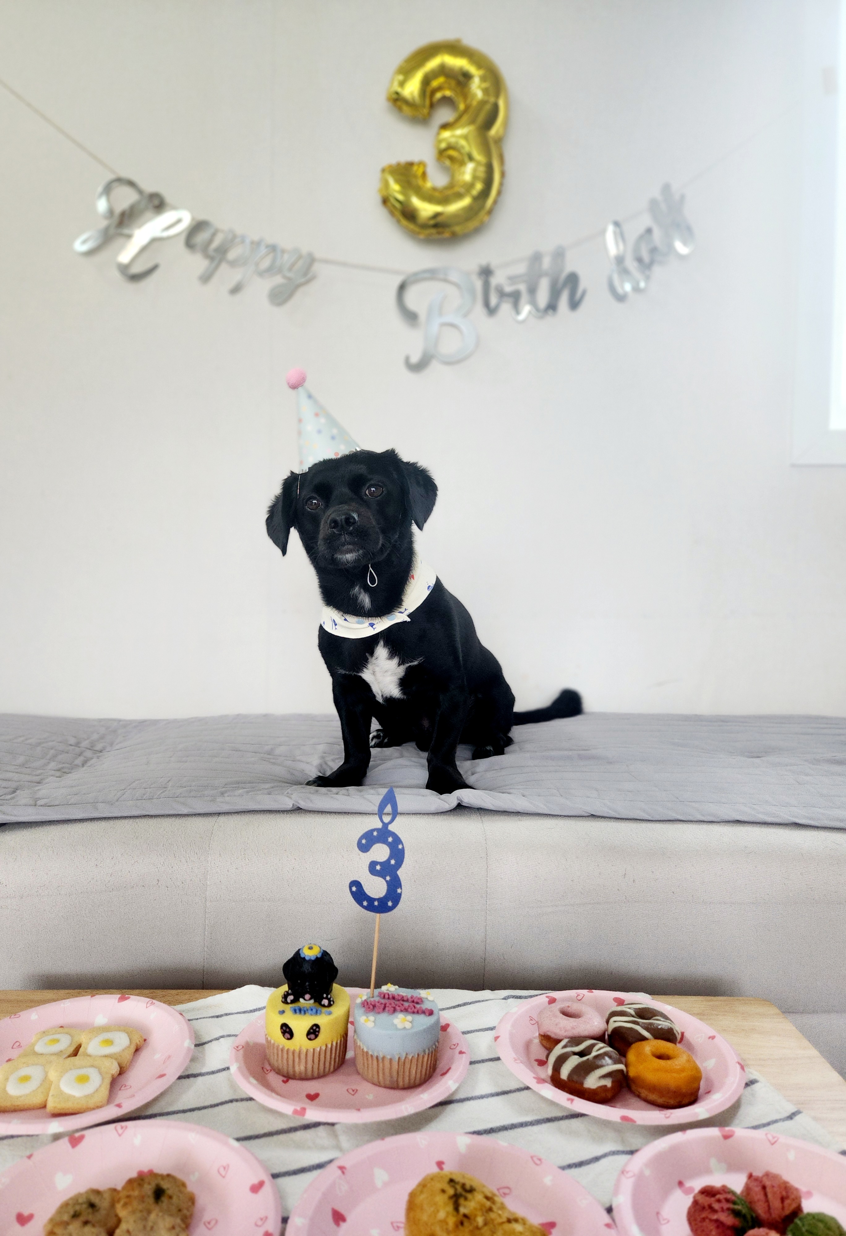 까미(반양이) 3살 됐어요~