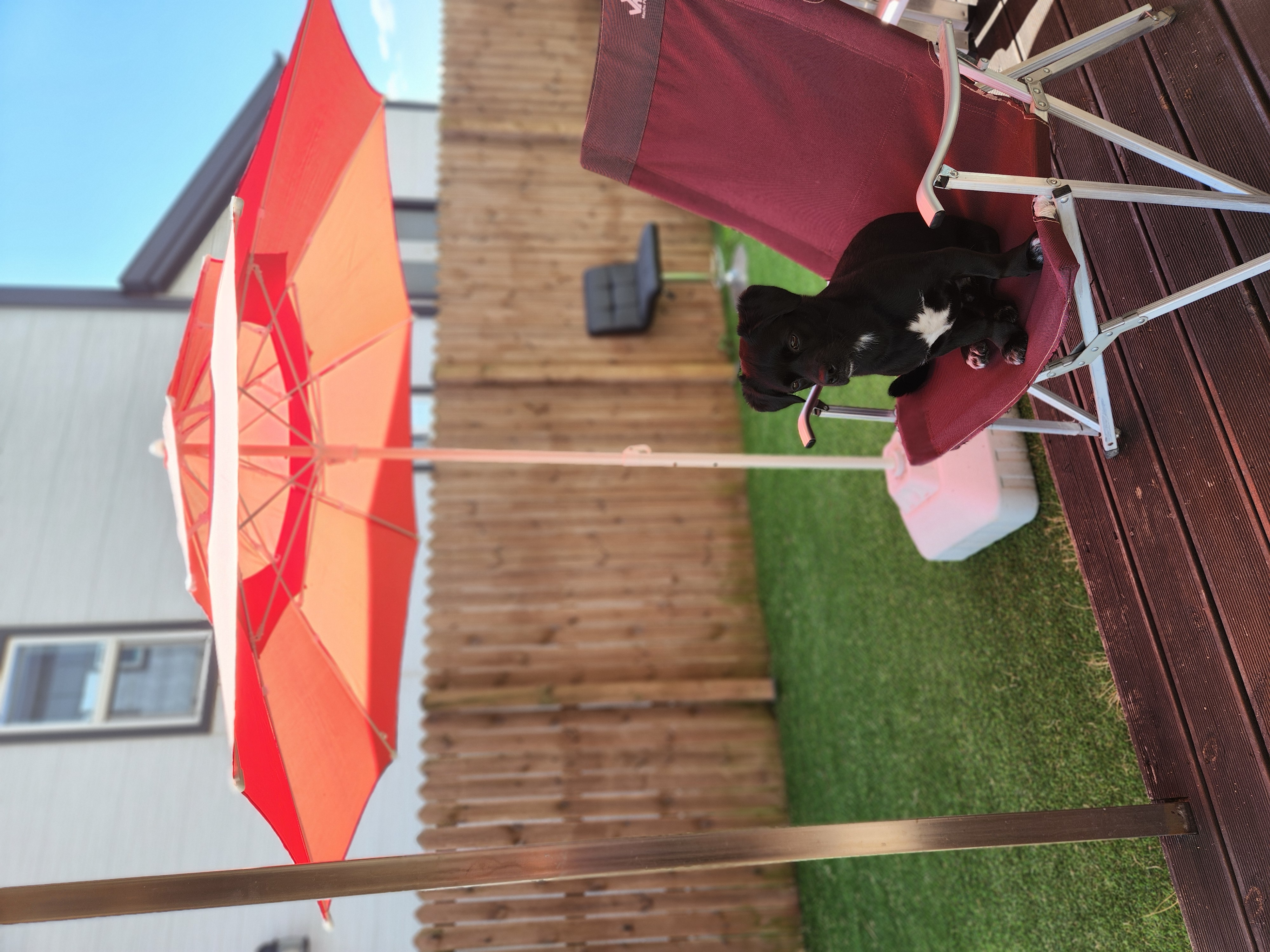 까미(반양이) 3살 됐어요~