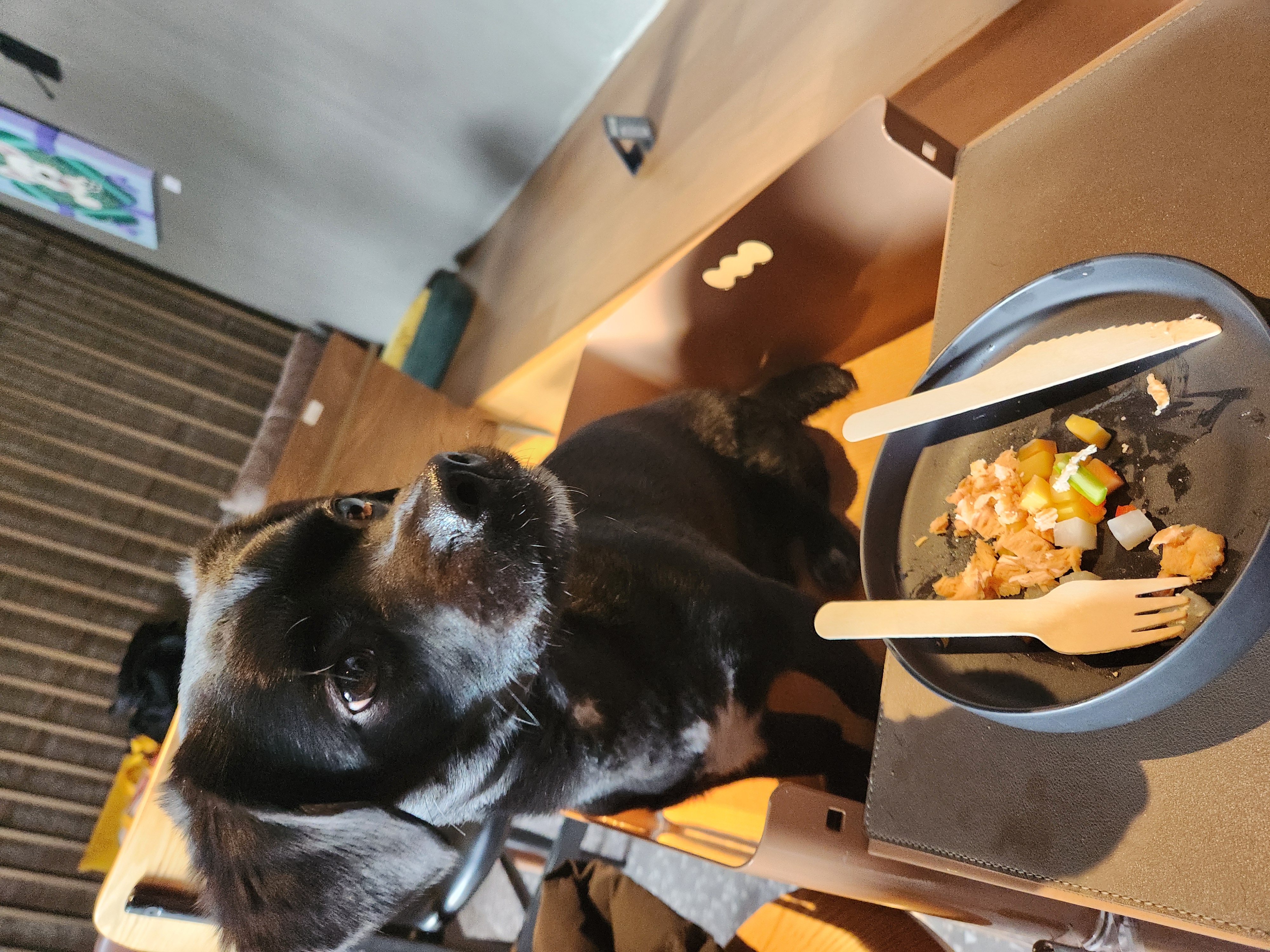 까미(반양이) 3살 됐어요~