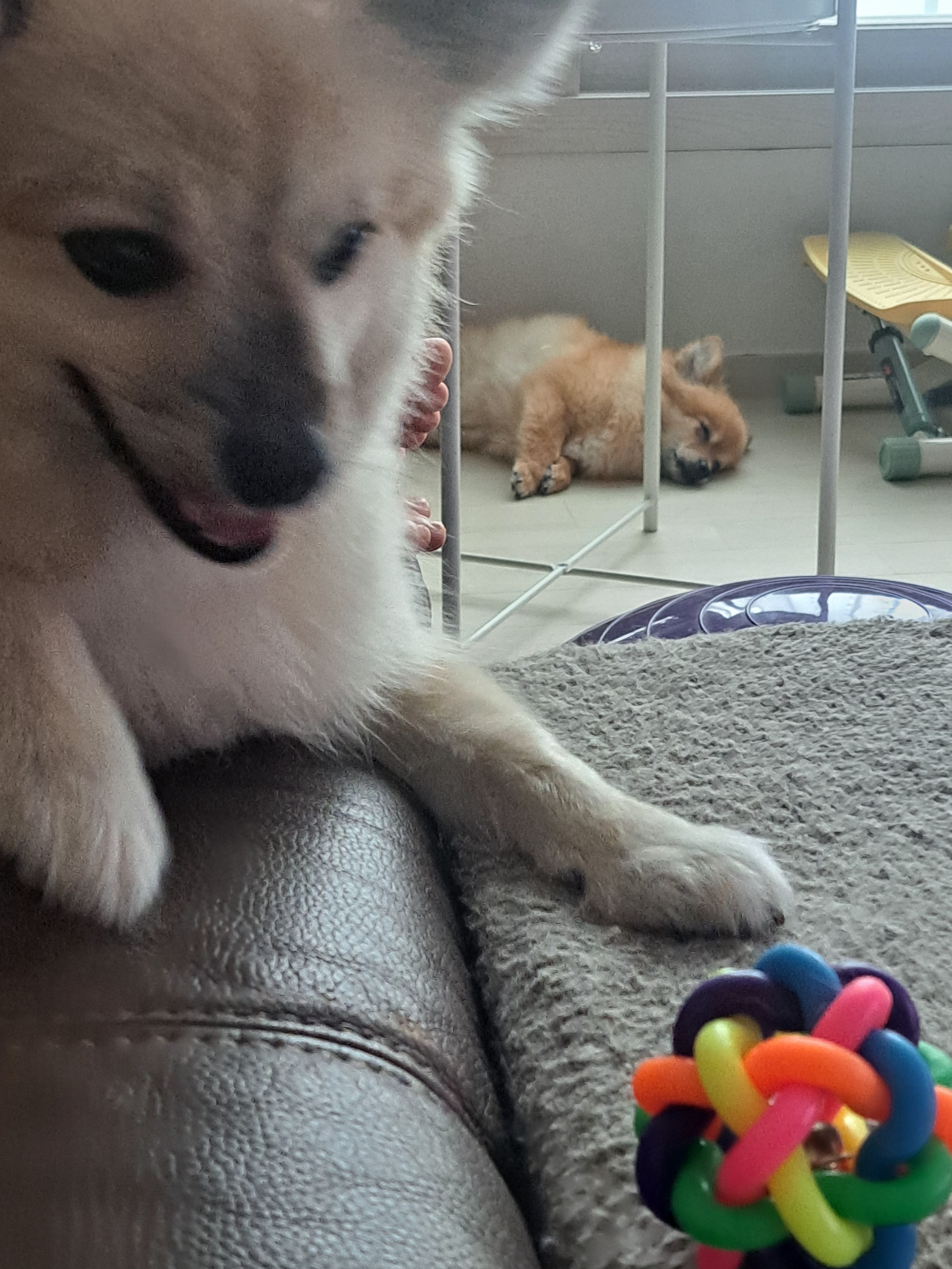 티거(곤지암2-워터)와 벌써 4년이네요.