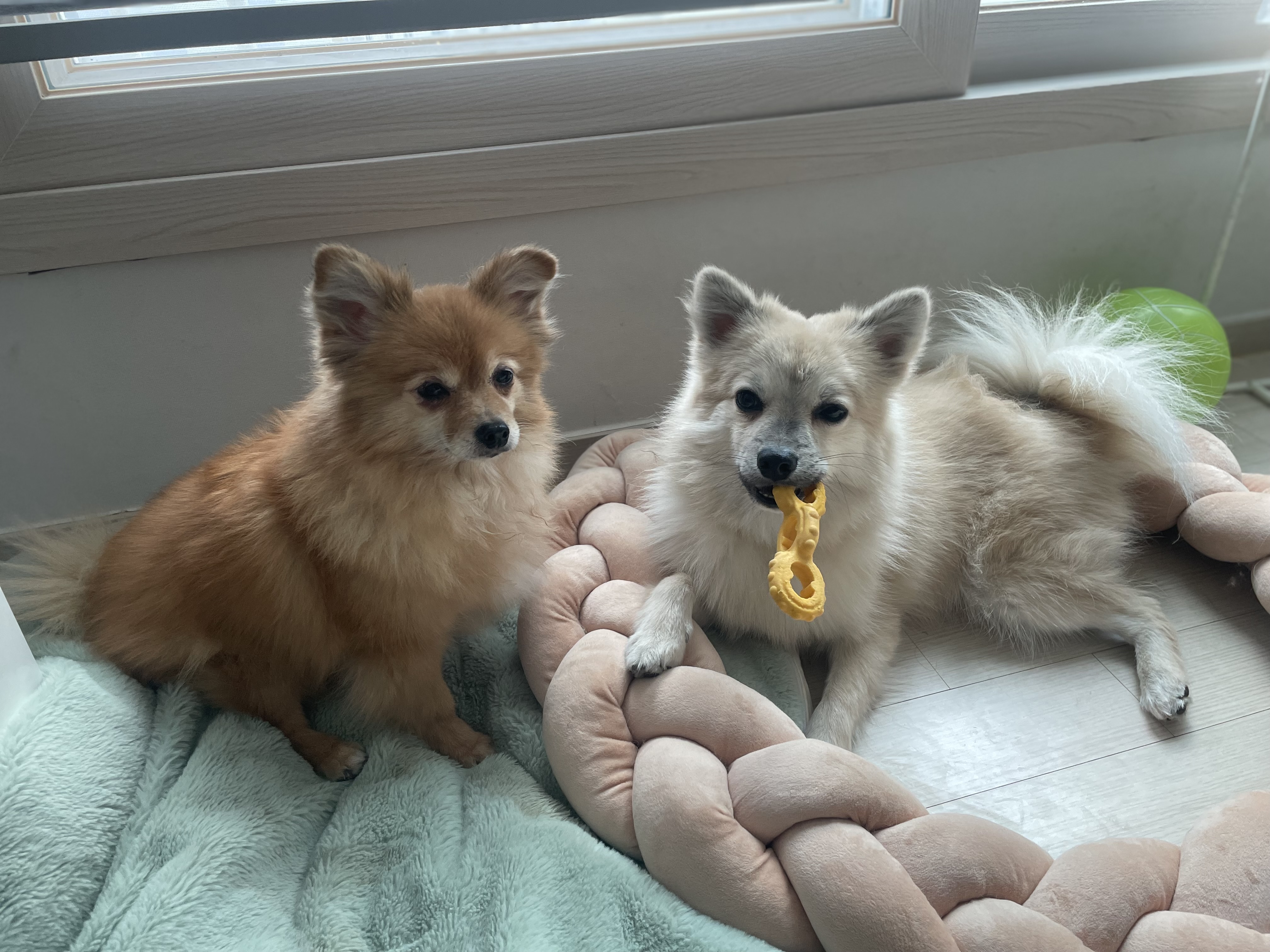 티거(곤지암2-워터)와 벌써 4년이네요.