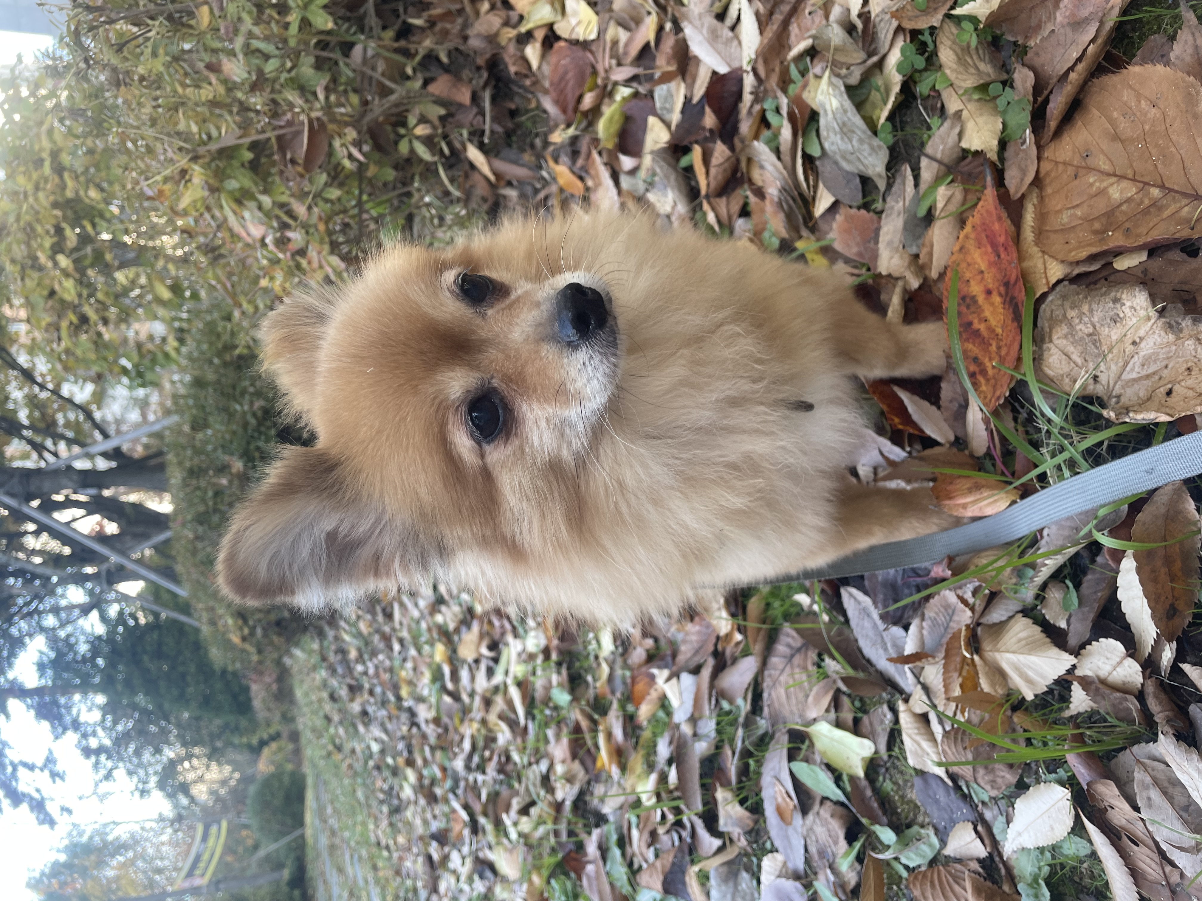 티거(곤지암2-워터)와 벌써 4년이네요.
