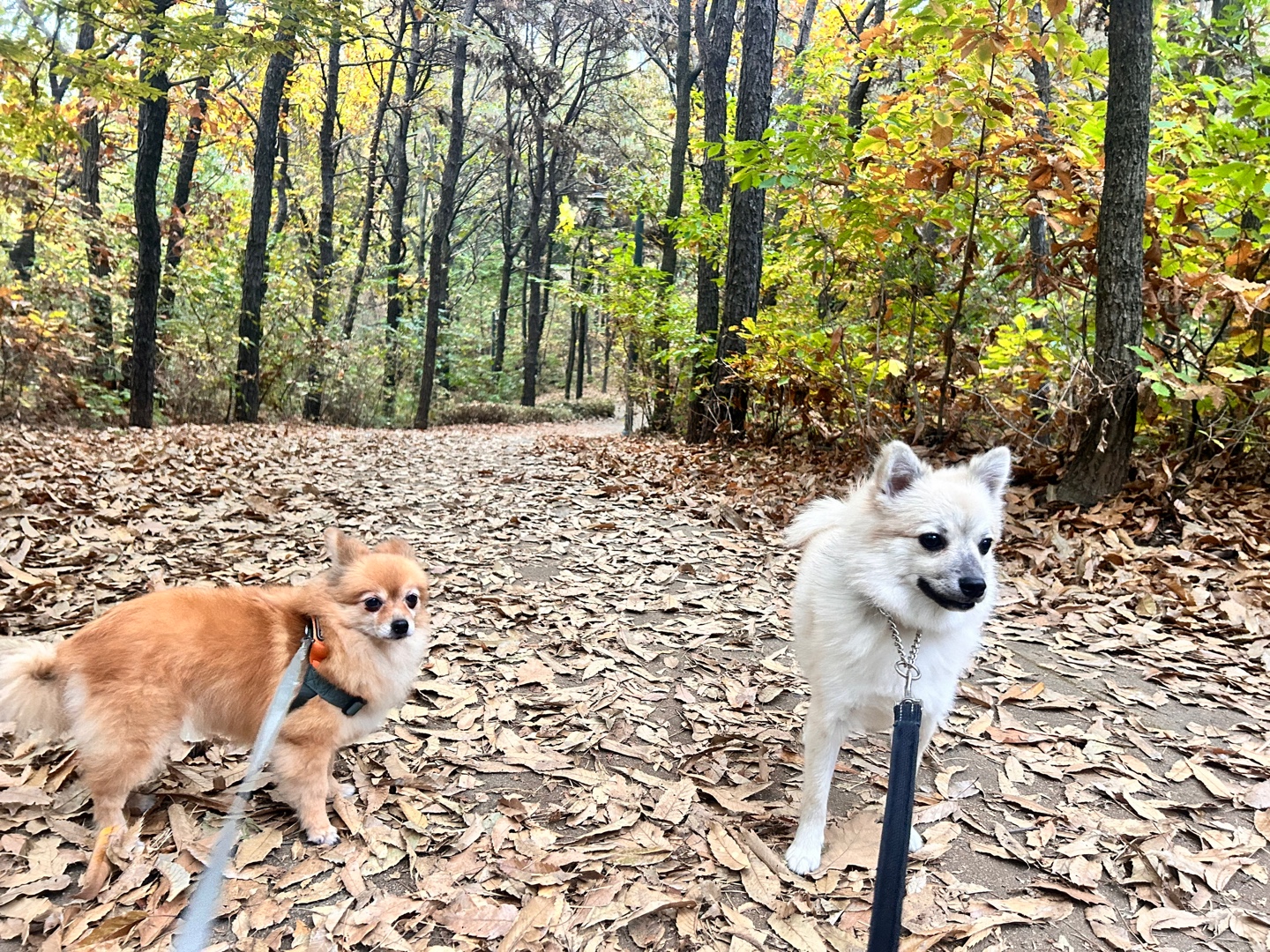 티거(곤지암2-워터)와 벌써 4년이네요.