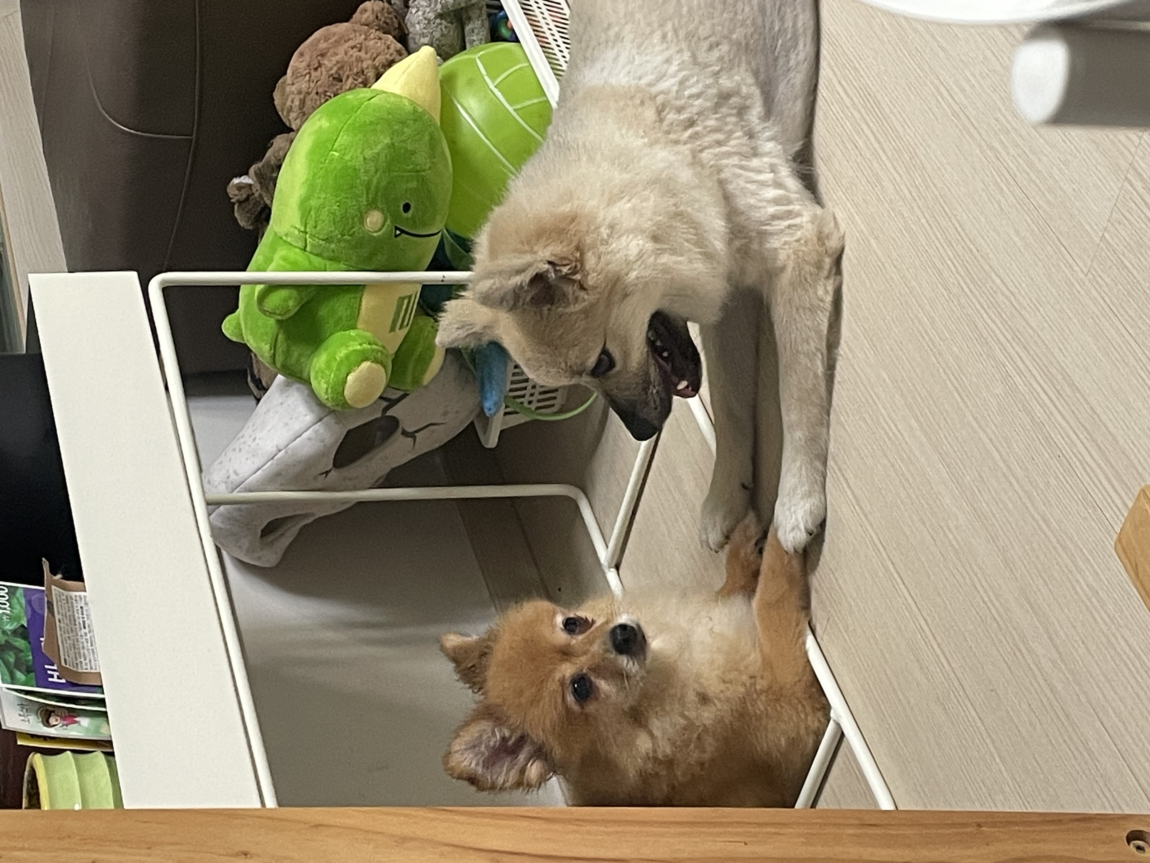 티거(곤지암2-워터)와 벌써 4년이네요.