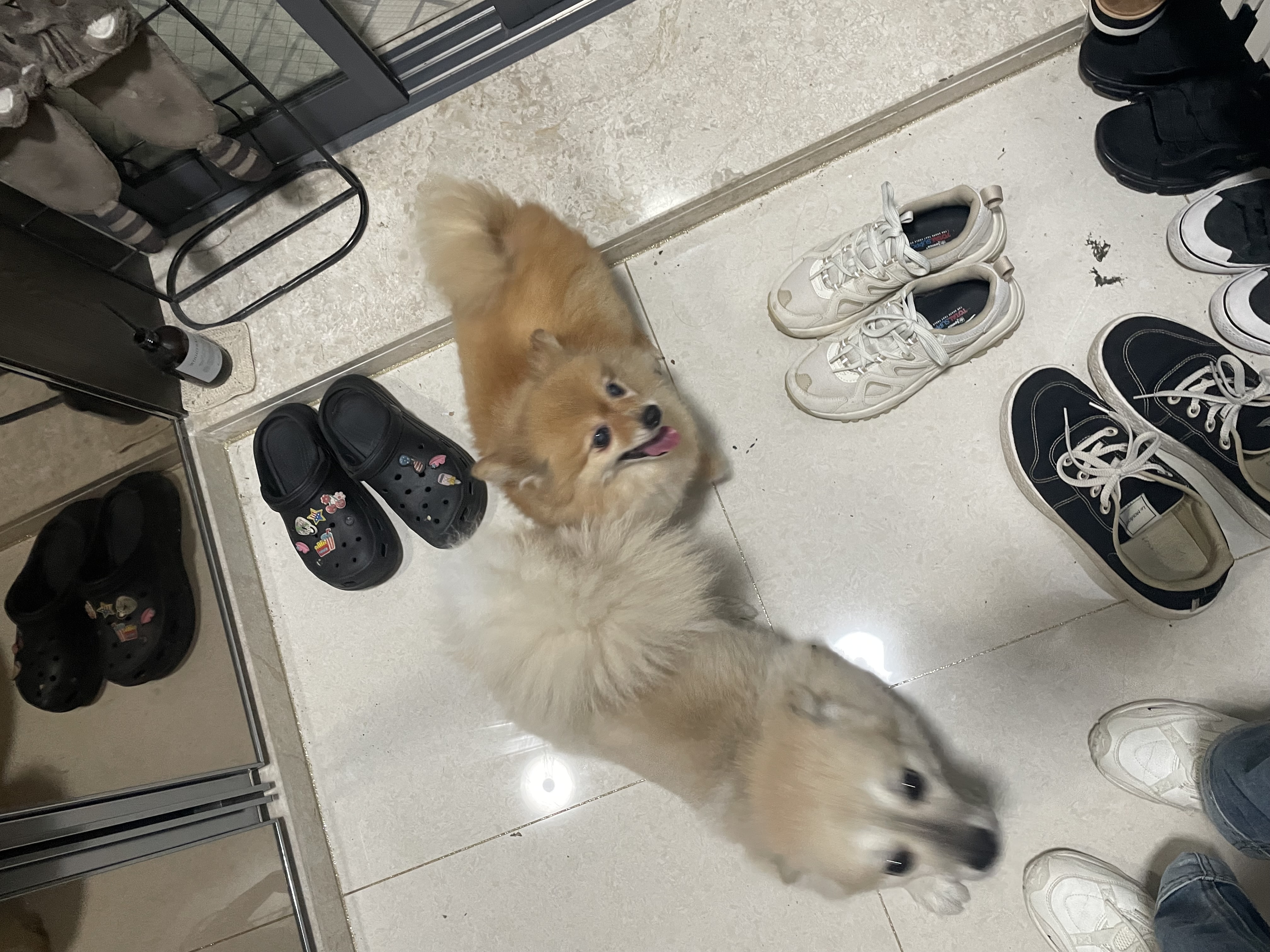 티거(곤지암2-워터)와 벌써 4년이네요.