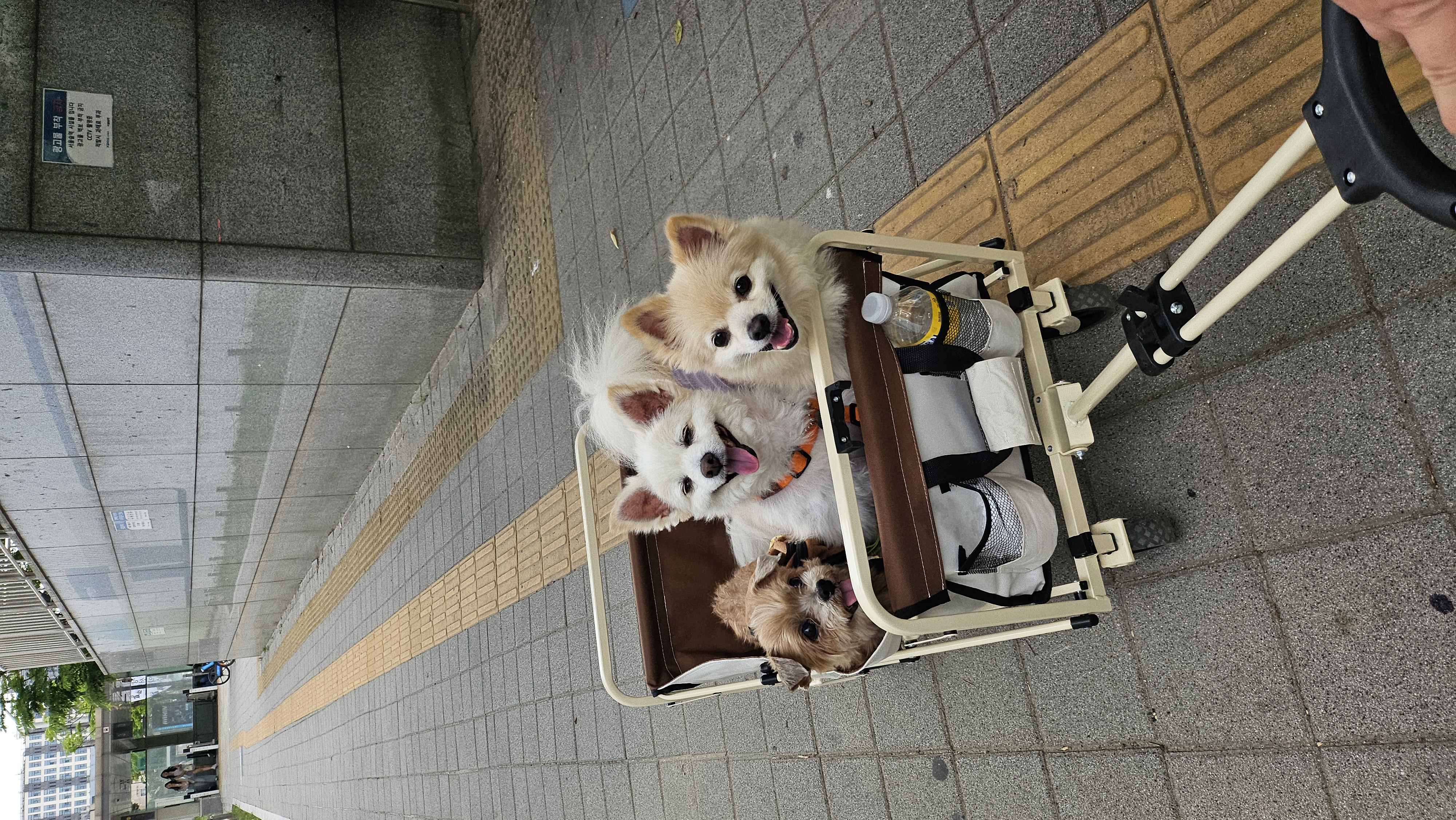 땅콩4년차(곤지암몽쉘)