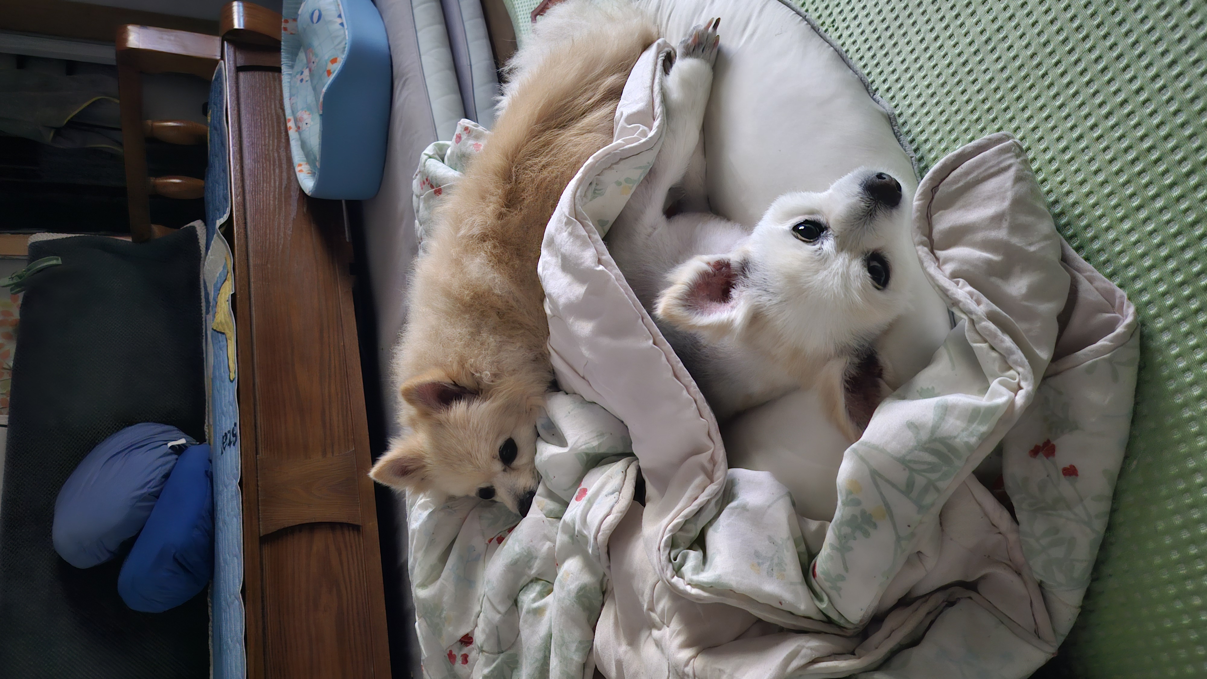 땅콩4년차(곤지암몽쉘)