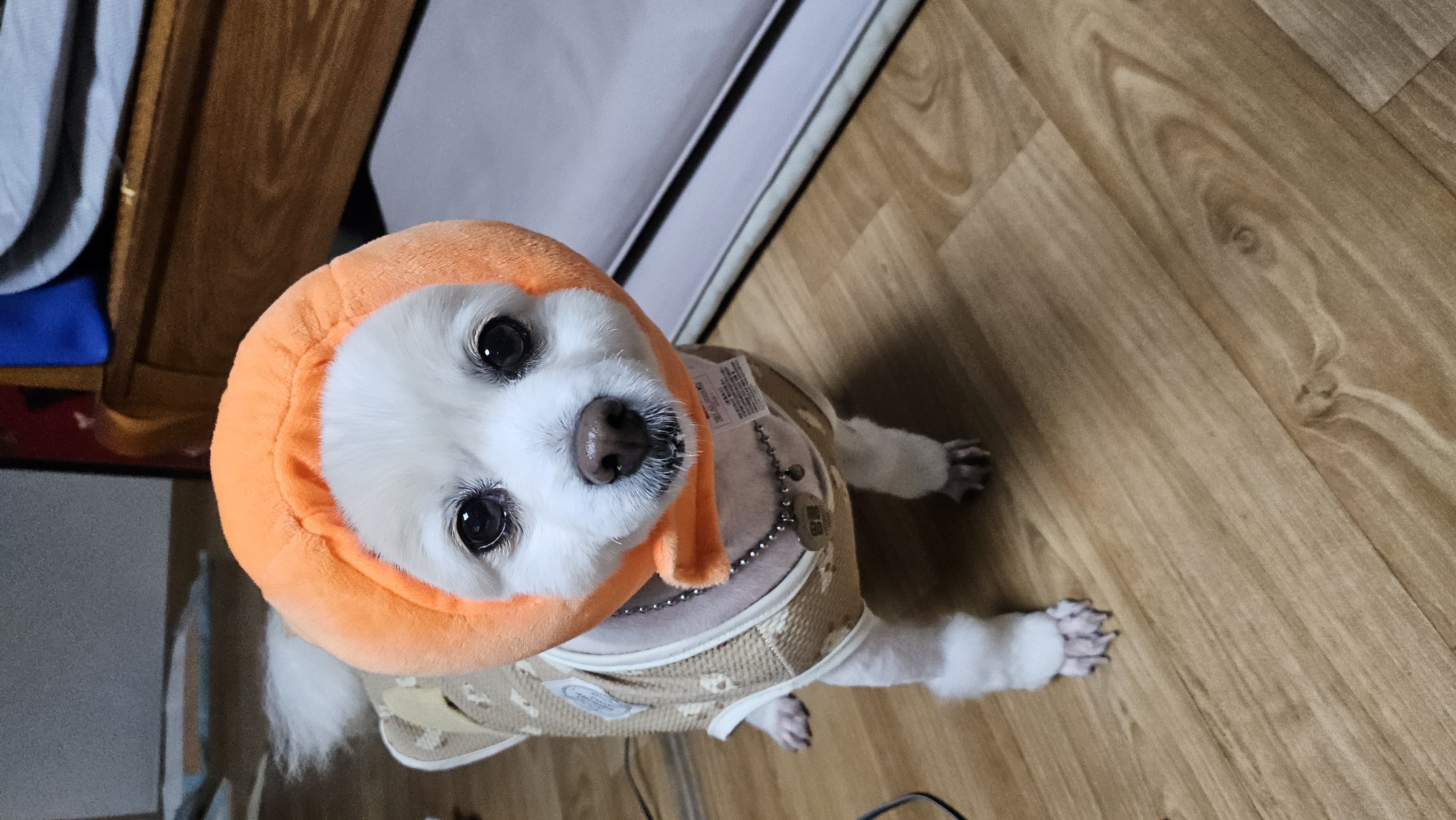 땅콩4년차(곤지암몽쉘)