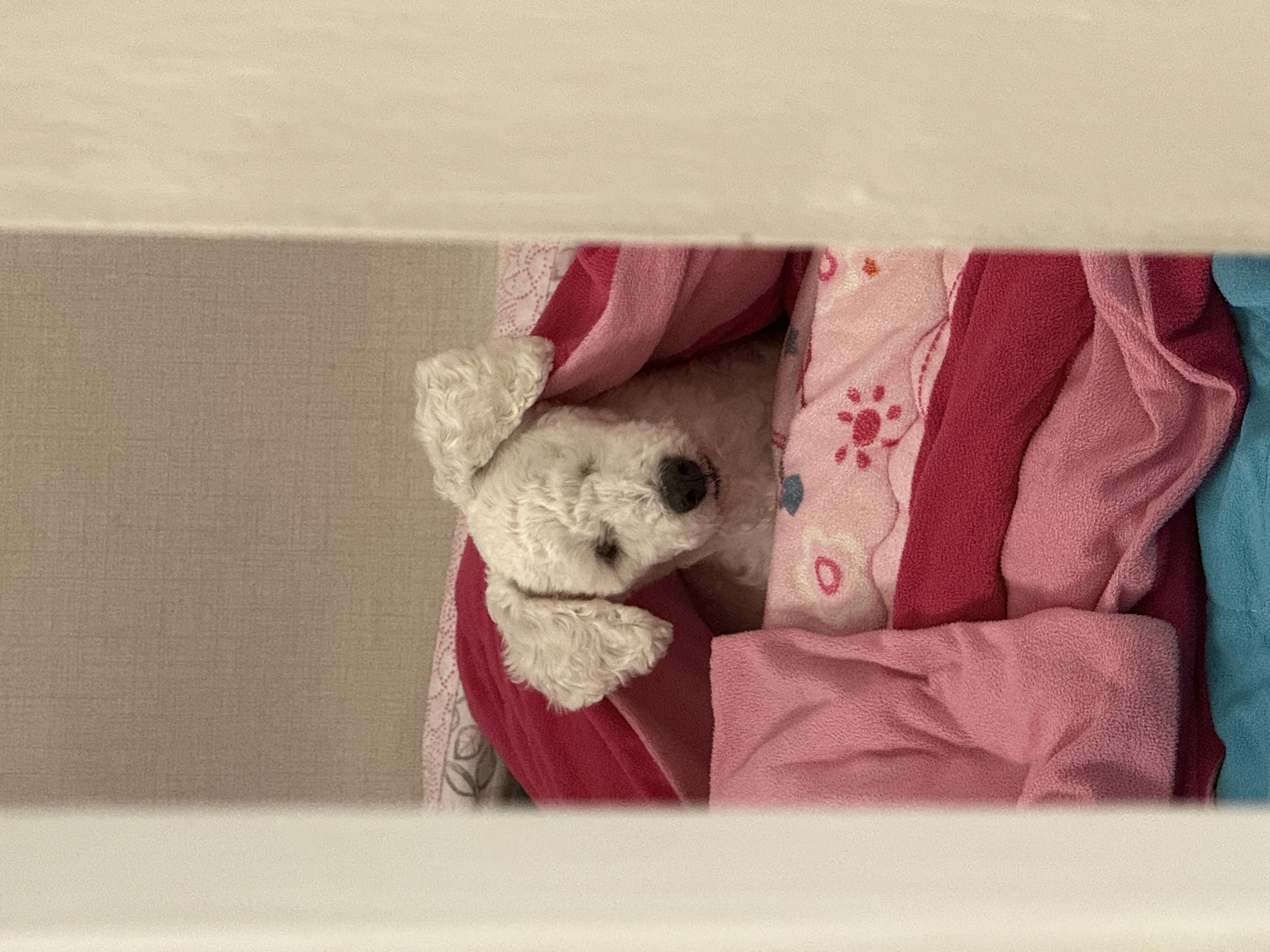 윤랑이의 일상(곤지암_쟈스민)