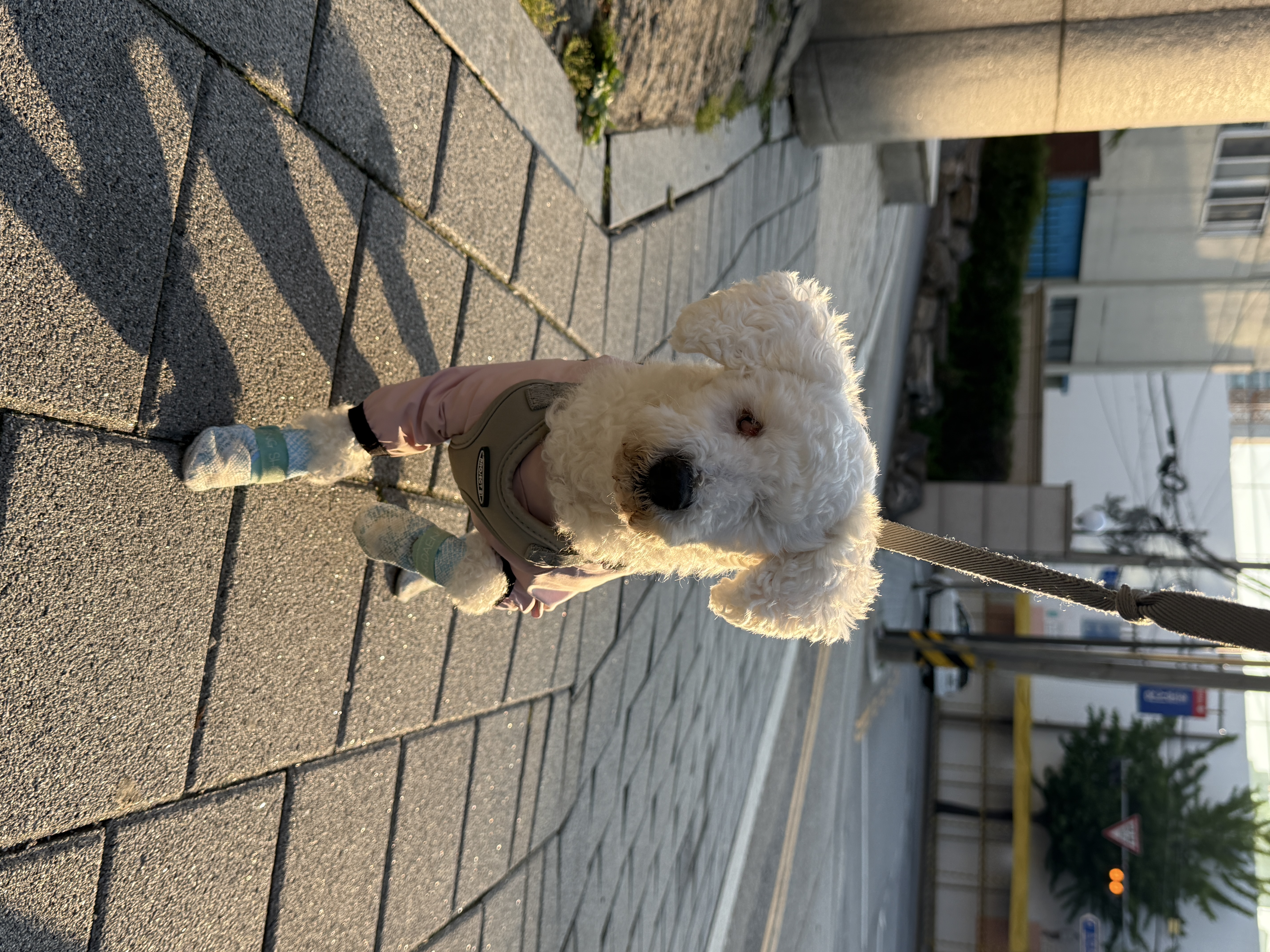 윤랑이의 일상(곤지암_쟈스민)