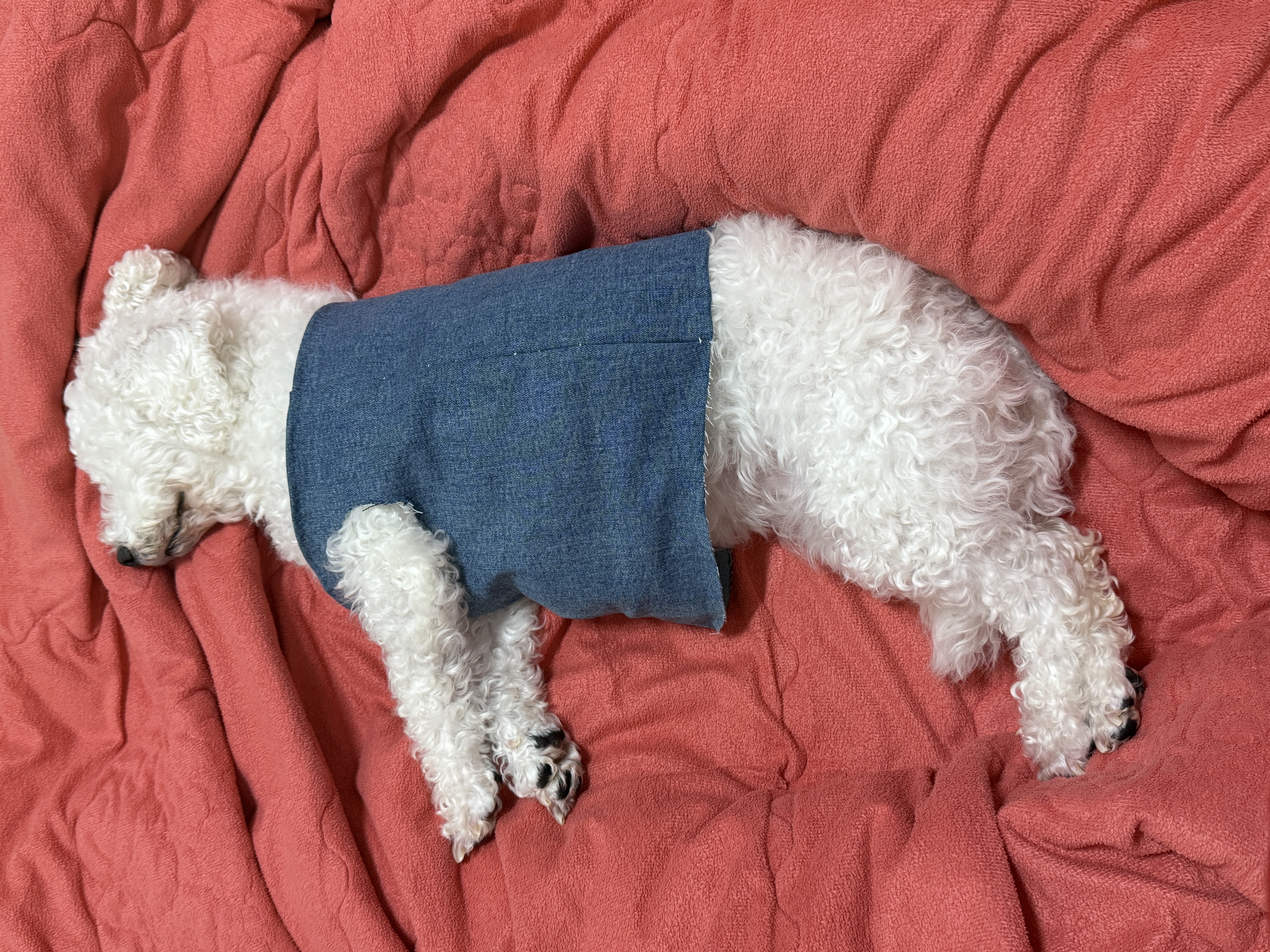 윤랑이의 일상(곤지암_쟈스민)