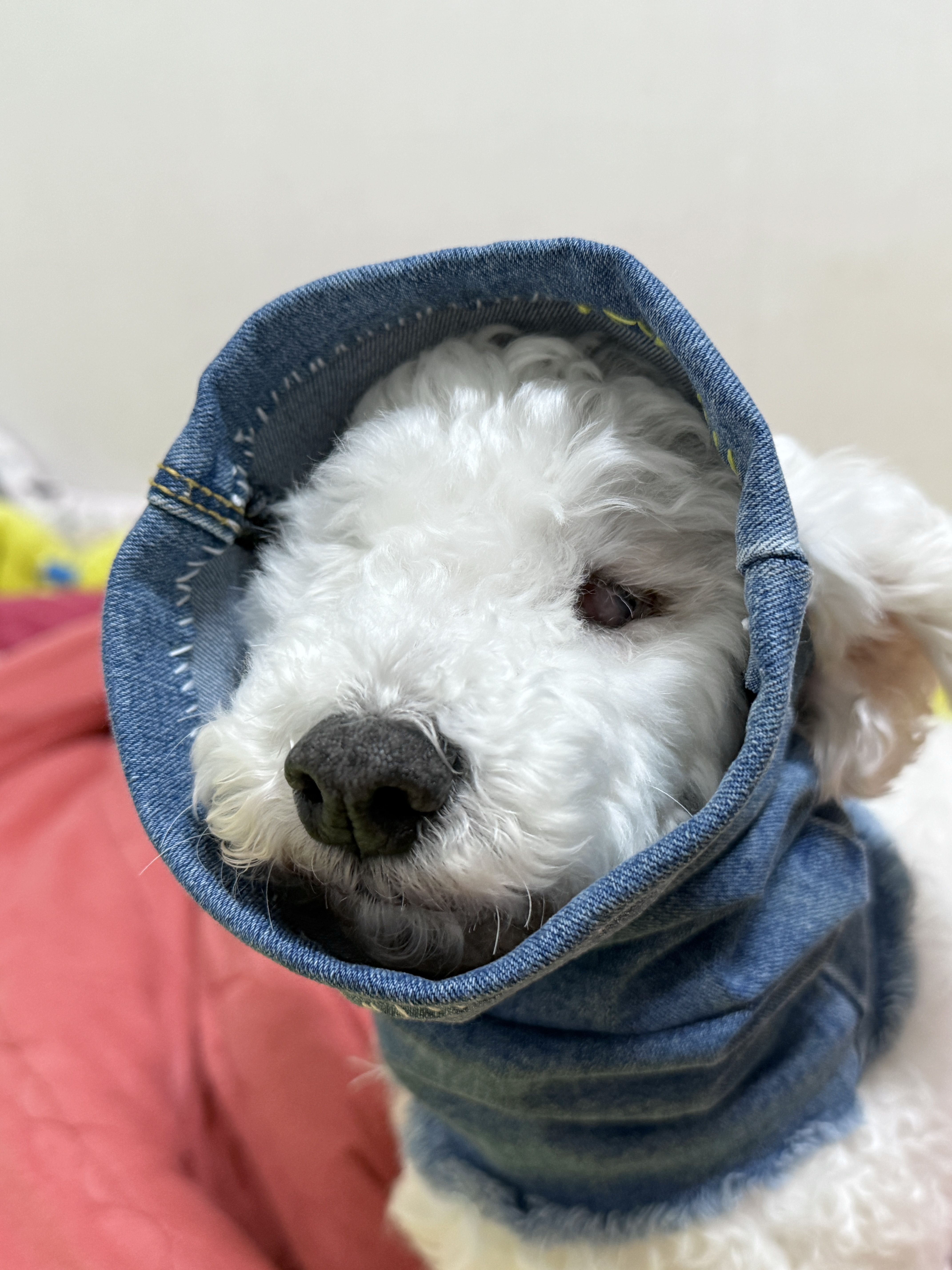 윤랑이의 일상(곤지암_쟈스민)