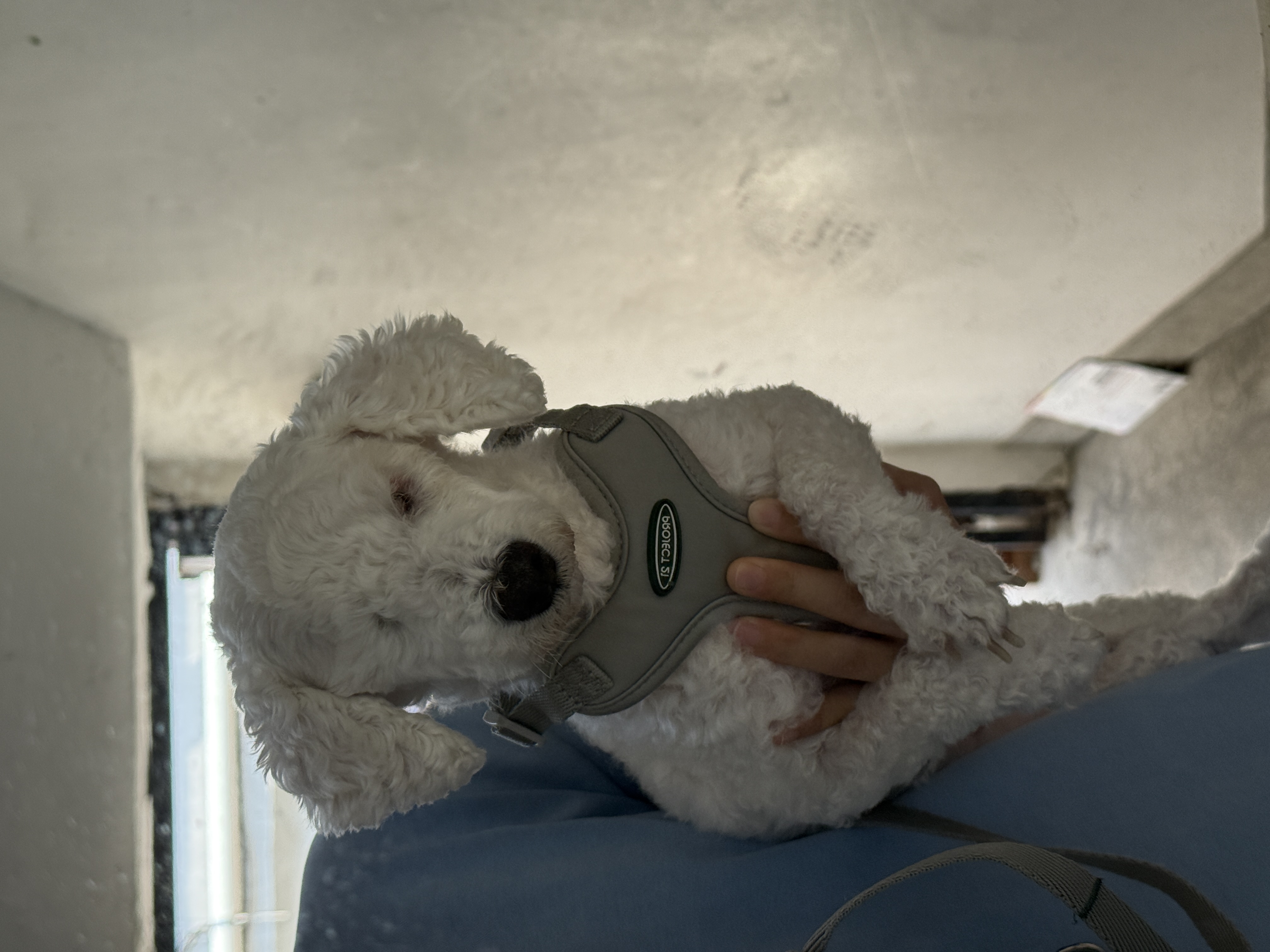 윤랑이의 일상(곤지암_쟈스민)