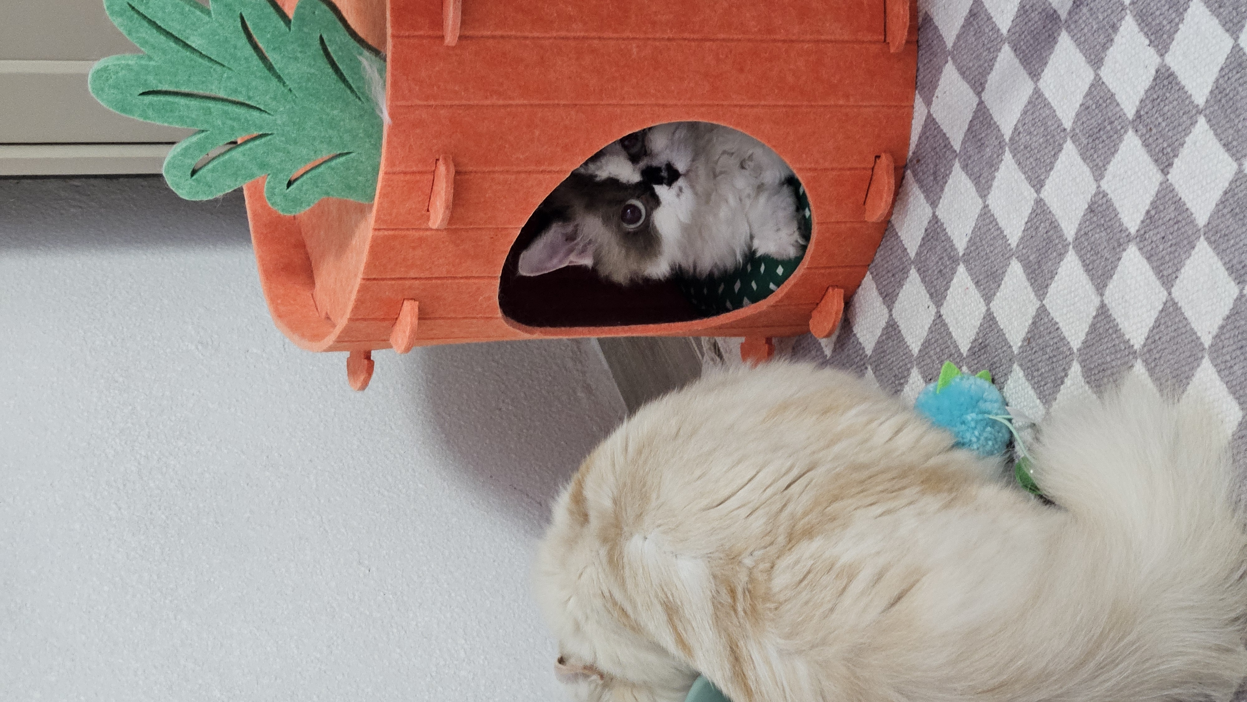 꾸꾸(구꾸 현레) 입양 일주일 후기입니다!