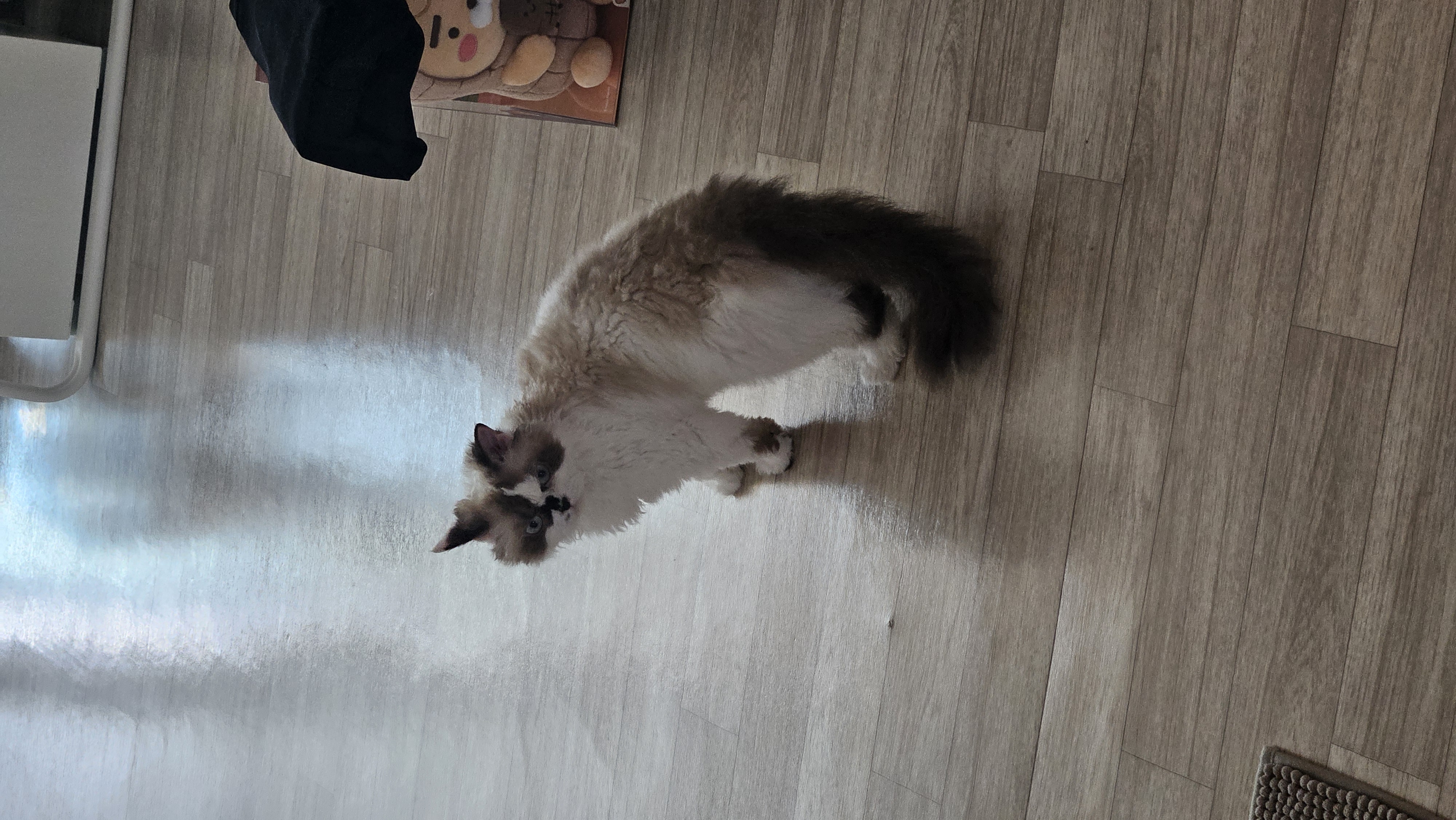 꾸꾸(구꾸 현레) 입양 일주일 후기입니다!