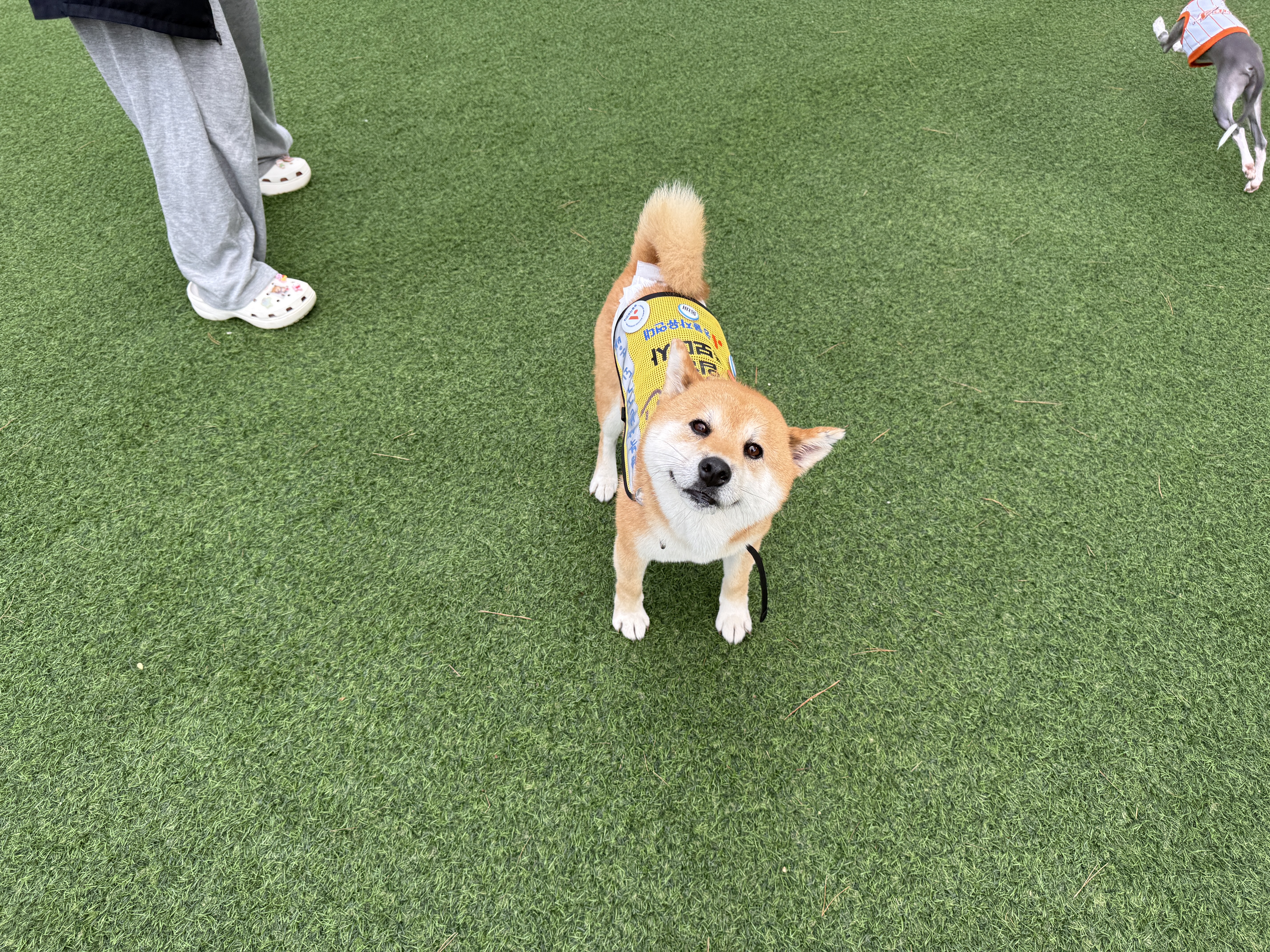 개데헌 동배가 제 찐아들이 되었어요!!!